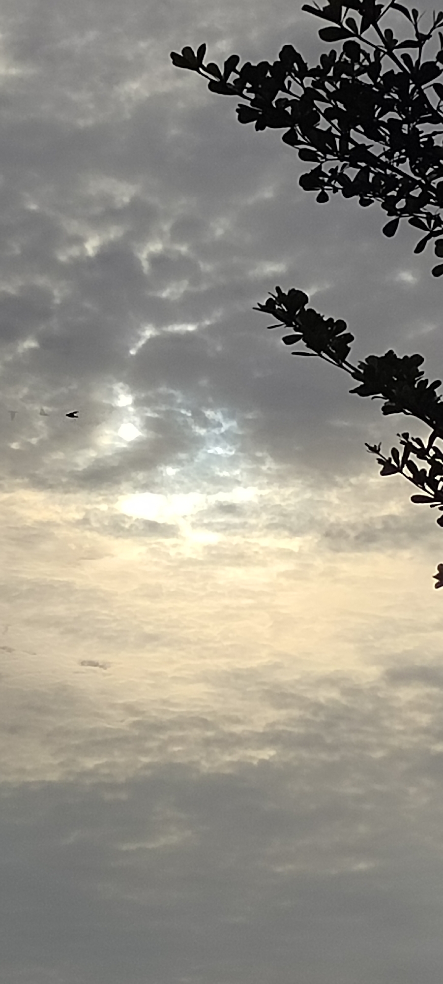 The image shows a cloudy sky above Meunasahaluedrienlhoksukon Barat, Indonesia. Silhouetted tree branches are visible in the upper right corner of the frame. There are a few birds flying against the bright area of the sky. The light suggests it could be a sunrise or sunset.