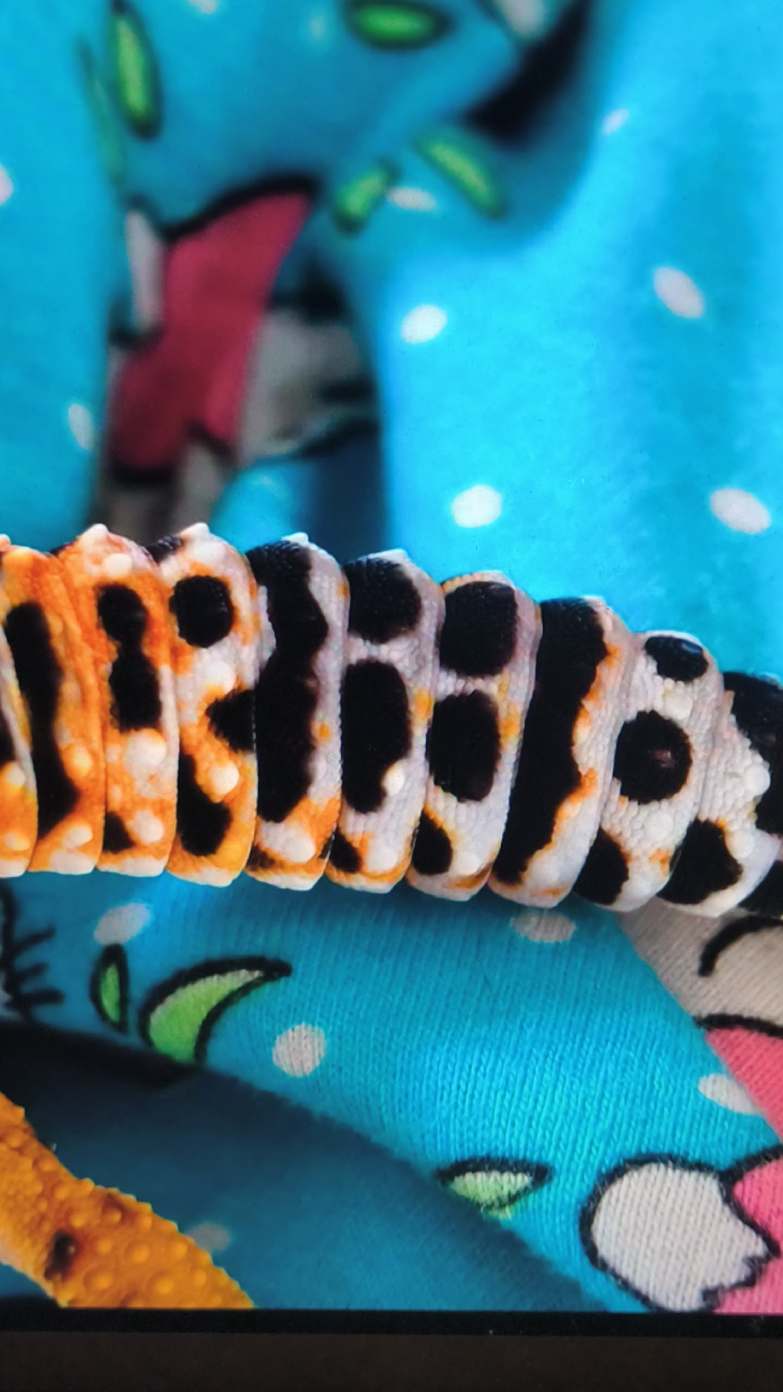 The image shows a close-up of a leopard gecko's tail, featuring its characteristic bands of orange, black, and white. The tail is resting on a bright blue fabric with a polka dot pattern and some cartoonish green and pink designs. The gecko's skin texture is detailed, with visible scales and markings. The lighting suggests an indoor setting. There is no information in the image to determine its location in the city of Kovrov, Russia.