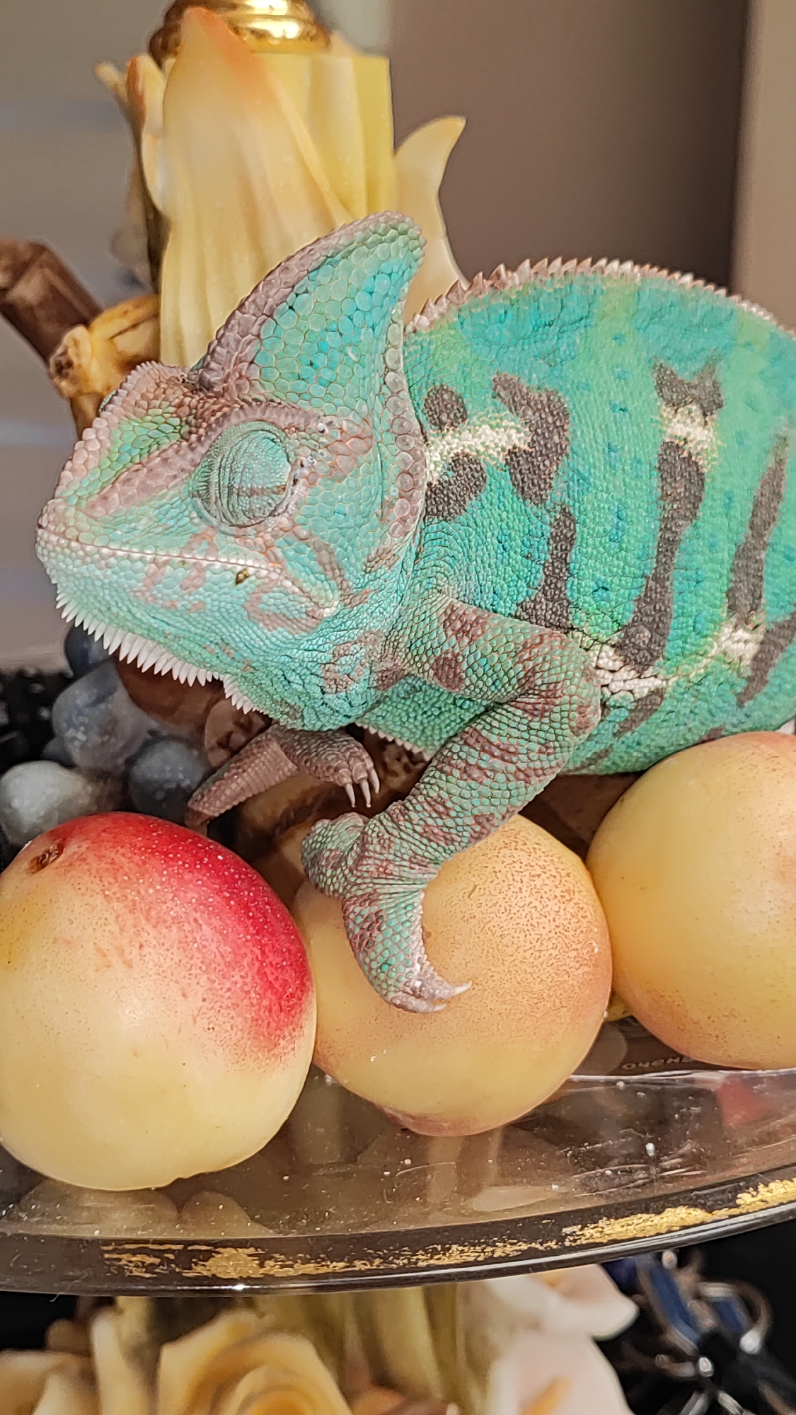 A chameleon is perched on several peaches. The chameleon is green and blue with black markings. It has a spiky crest on its head and a long, coiled tail. The peaches are round and plump, with red and yellow skins. The chameleon's feet are gripping the peaches. In the background, there is a blurry yellow object that appears to be a decorative item. The scene is lit with soft light, and the overall mood is calm and peaceful. The image does not provide any information about the location in the city of Sochi, Russia.