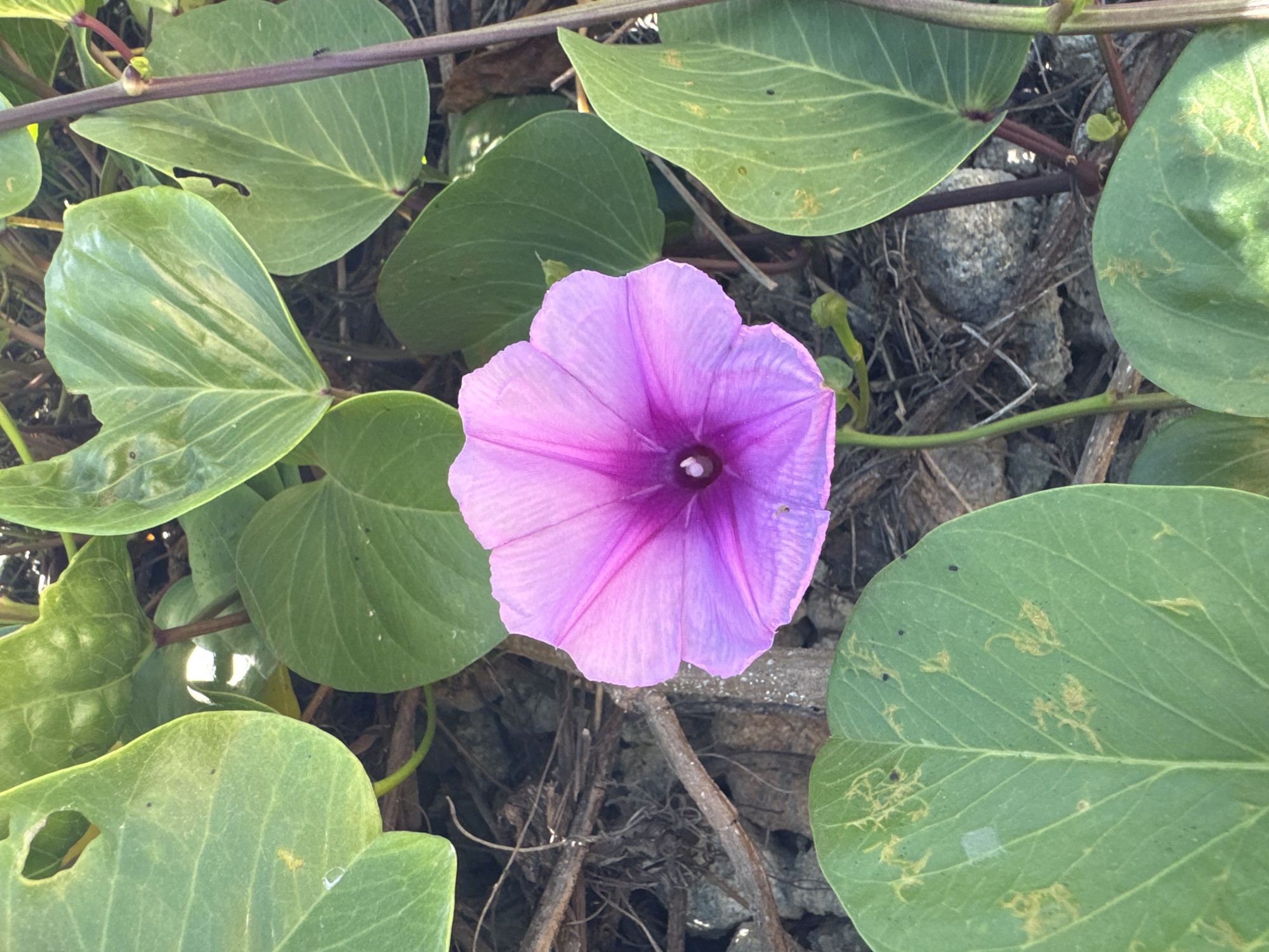 A close-up shot captures a vibrant purple morning glory flower in full bloom, its petals unfurling to reveal a darker center. The flower is surrounded by large, heart-shaped green leaves, some of which show signs of minor damage or discoloration. The ground beneath is a mixture of dark soil, small stones, and dry twigs. The image appears to be taken outdoors, possibly in a natural or semi-natural setting within Kuta Selatan, Indonesia, given the presence of lush vegetation and sandy terrain typical of coastal areas.