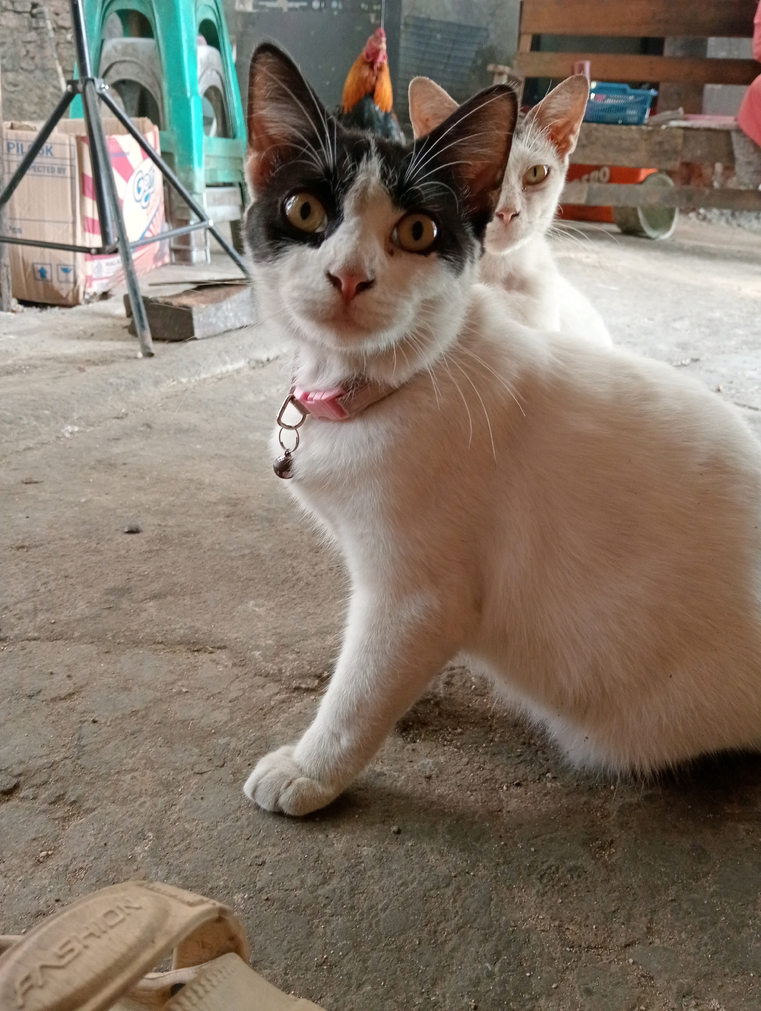 The image shows a close-up of two cats in what appears to be an outdoor, possibly rural or urban fringe setting. The primary subject is a black and white cat in the foreground, facing the camera. It has distinctive black markings around its eyes and ears, with a white face and chest. The cat is wearing a pink collar with a small silver bell. To the left of this cat, partially obscured, is another cat that is predominantly white or cream-colored. Its face is visible, looking towards the camera with yellow eyes. In the background, behind the cats, are various objects including green plastic chairs, cardboard boxes, and a wooden structure. A rooster with orange and red feathers is also visible in the background. The ground is a rough, concrete or dirt surface. The lighting suggests it is daytime. The location is described as Unknown, Unknown.