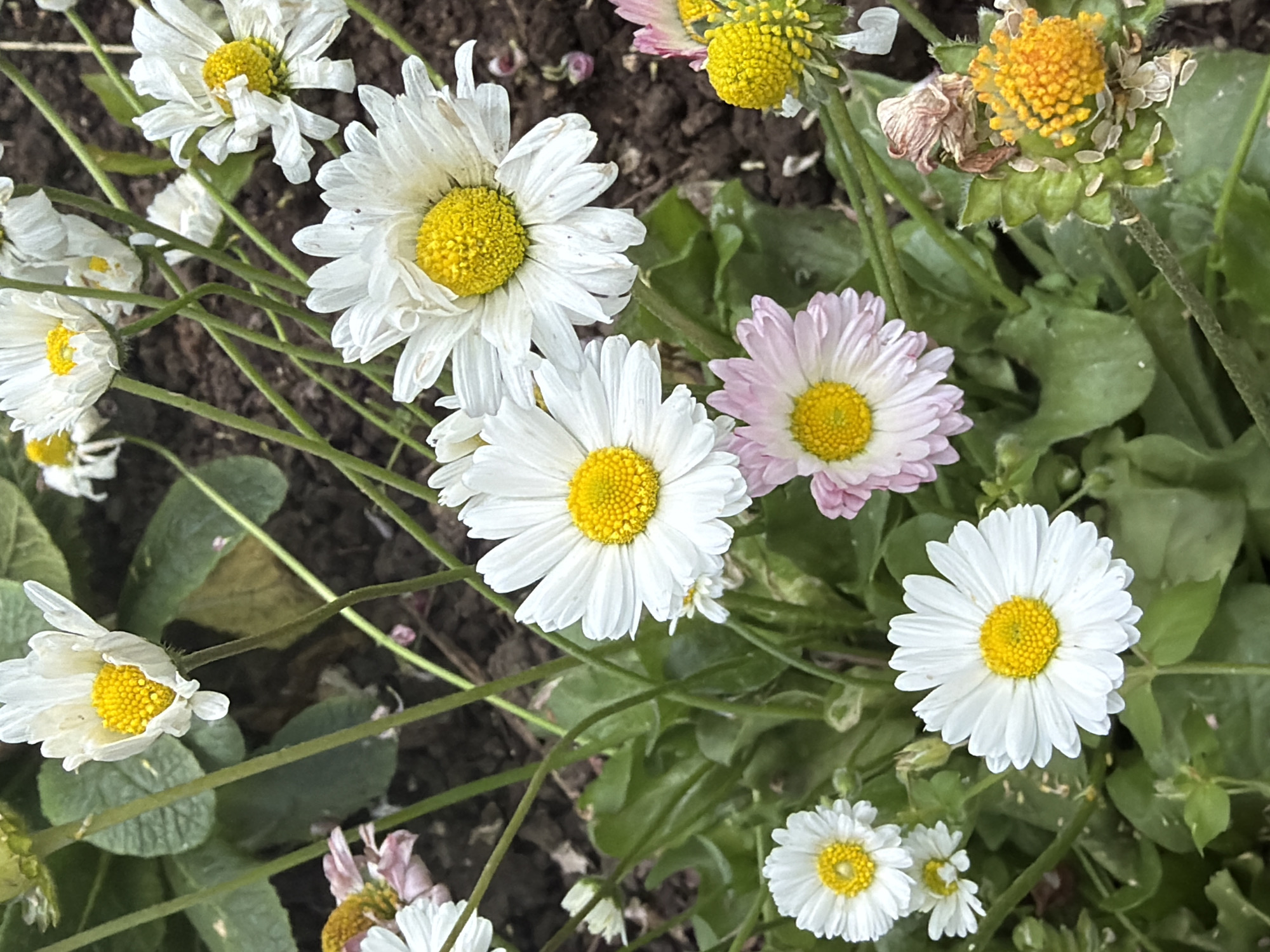A close-up, eye-level shot shows several white and pink daisies with yellow centers, some in full bloom and others wilting. The flowers are clustered together, with thin green stems and lush green leaves visible. The background consists of dark, rich soil, with some fallen petals and debris scattered on the ground. The lighting is natural and diffused, creating soft shadows and highlighting the delicate textures of the petals. The overall impression is one of natural beauty and the cycle of life, with the vibrant blooms juxtaposed against the signs of decay. The setting appears to be an outdoor garden, possibly in a city park or backyard, though no specific landmarks are identifiable.