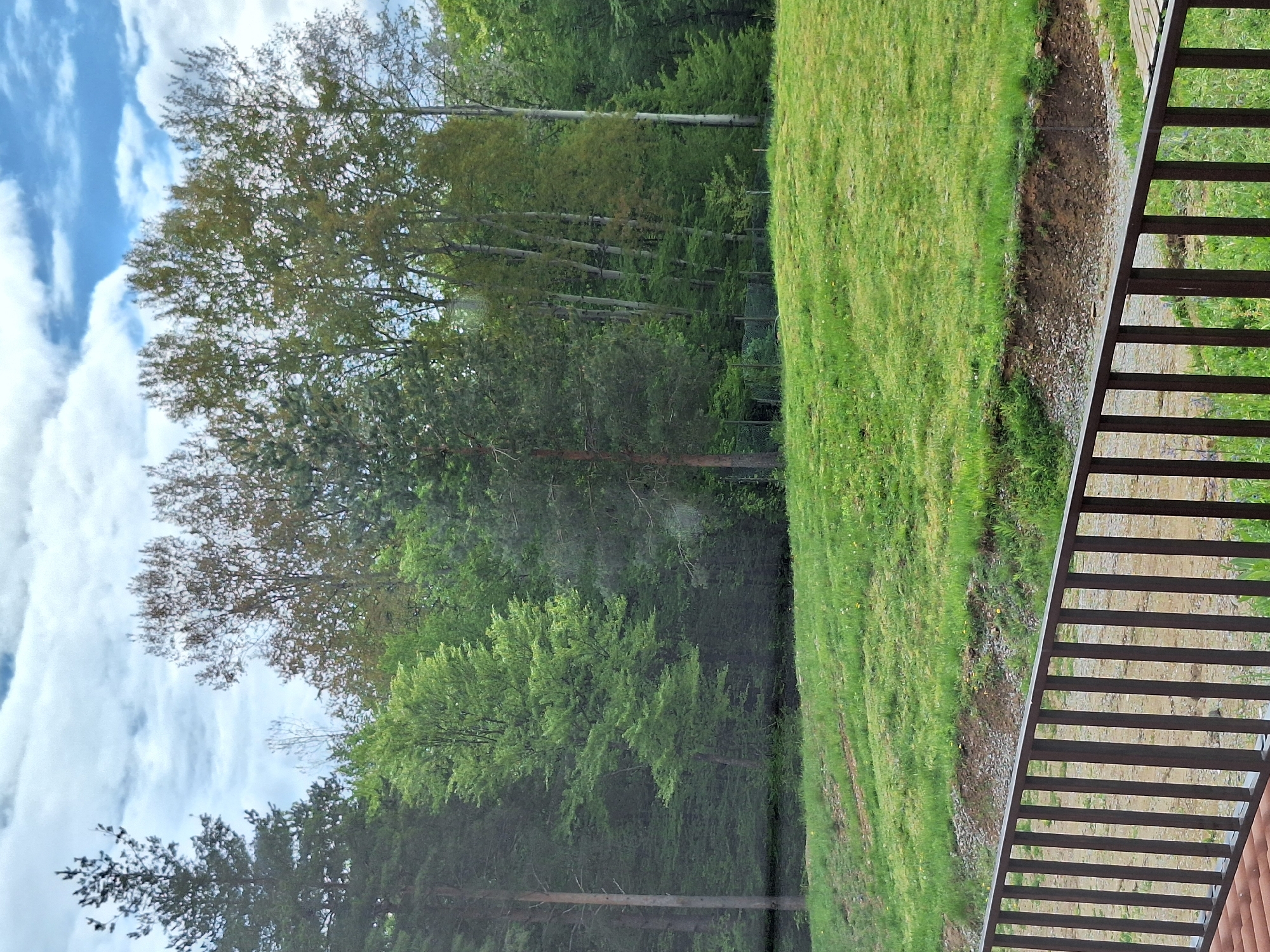 The image depicts a grassy area adjacent to a forest, possibly in Spanchevtsi, Bulgaria, though that cannot be definitively confirmed solely from the image. A brown metal railing is visible in the foreground, partially obscuring the view. The grass is green and appears to be well-maintained. A line of exposed soil separates the grass from the denser forest. The forest consists of various trees with green foliage. The sky is visible with clouds. No people or other significant objects are present.