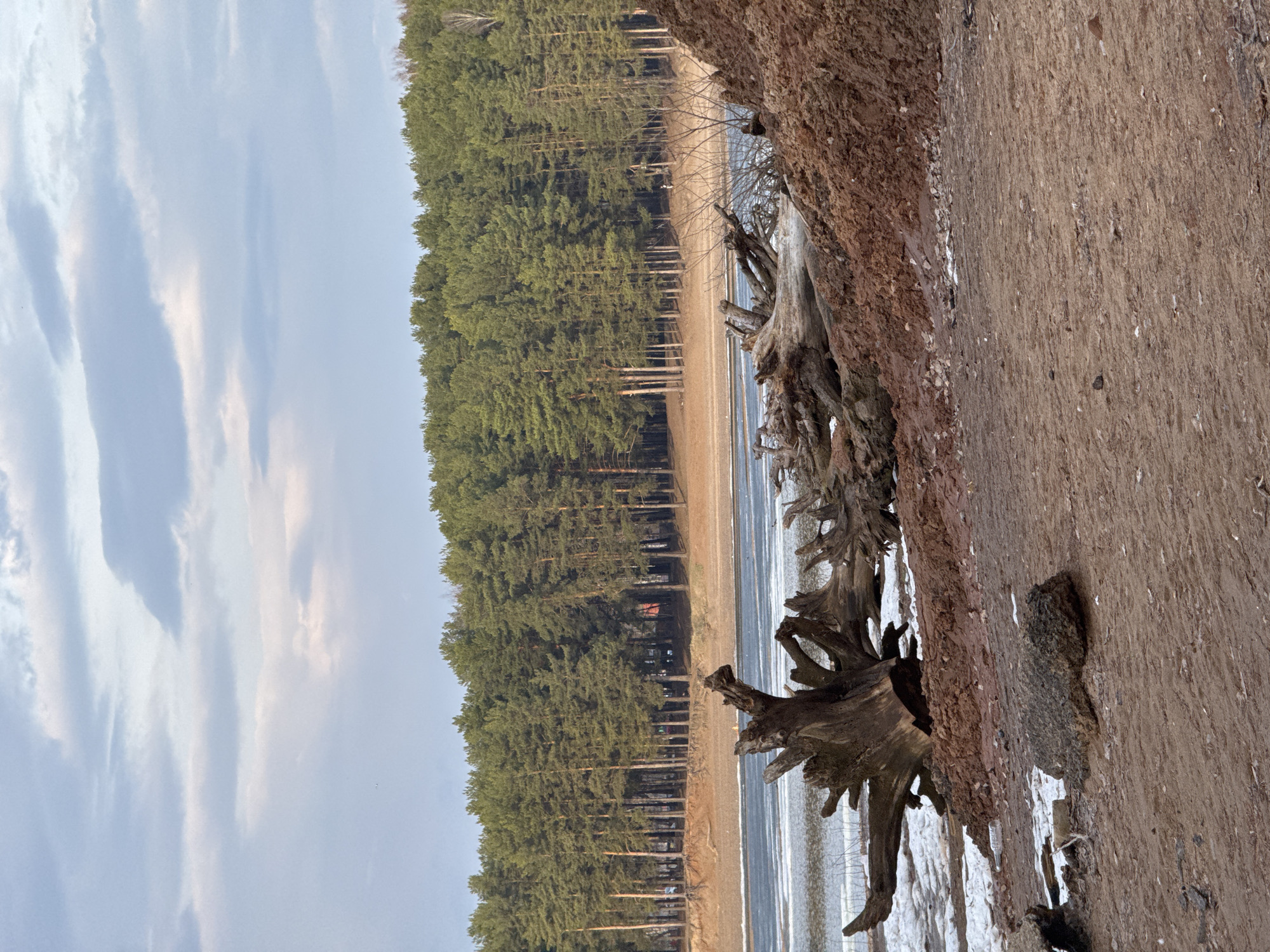 A vast natural landscape unfolds under a partly cloudy sky. The foreground is dominated by a steep, eroded bank of brown earth, from which large, gnarled tree roots and stumps protrude, suggesting old, fallen trees or extensive erosion. Some of these roots are submerged in a body of water immediately adjacent to the bank.
Beyond the bank, a calm expanse of water stretches horizontally across the scene. The water reflects the muted light of the sky, and its surface appears somewhat icy or very still, with hints of a muddy or sandy shallow bed visible.
On the far side of the water, a wide, flat stretch of sandy or earthy shore forms a band before meeting a dense, dark green coniferous forest. The forest line is straight and extends across the entire width of the frame, composed of numerous tall pine trees. A small, reddish structure is subtly visible nestled within the trees.
The sky above is light blue with scattered, soft white and grey clouds, indicating an overcast or partly cloudy day. The overall impression is one of tranquility and natural wilderness, possibly during a cooler season given the potentially icy water and lack of lush greenery on the bank. There are no people or visible text in the image.