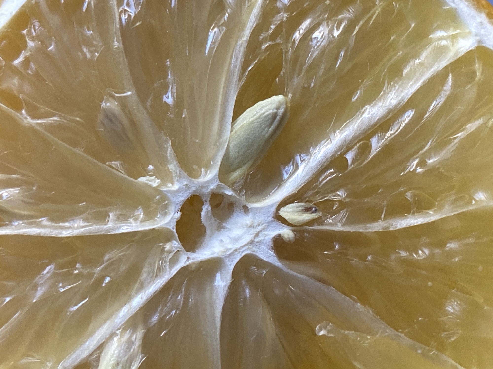This image presents an extreme close-up, macro view of the cross-section of a partially dehydrated citrus fruit, consistent with a lemon, photographed in the city of Chaikovsky, Russia. The central white pith, approximately 1 cm in diameter, exhibits irregular cavities. Nine distinct, translucent, pale yellow segments radiate from this central pith, separated by thin, white, fibrous membranes. The pulp within these segments appears somewhat shrunken and gelatinous, indicating partial dehydration. Three seeds are present: a prominent, elongated, light-colored seed, approximately 1.5 cm in length, located in a segment in the lower-right quadrant; a smaller, ovular seed, approximately 0.4 cm, positioned near the central pith in the lower-central area; and a very small, dark, oblong object, approximately 0.2 cm, possibly a third seed or foreign particulate, visible in a segment in the upper-left. Light reflects off the moist, cellular surfaces of the fruit. A thin, slightly darker yellow portion of the outer rind is partially visible along the right edge. No individuals, external actions, or interactions are present in the frame.