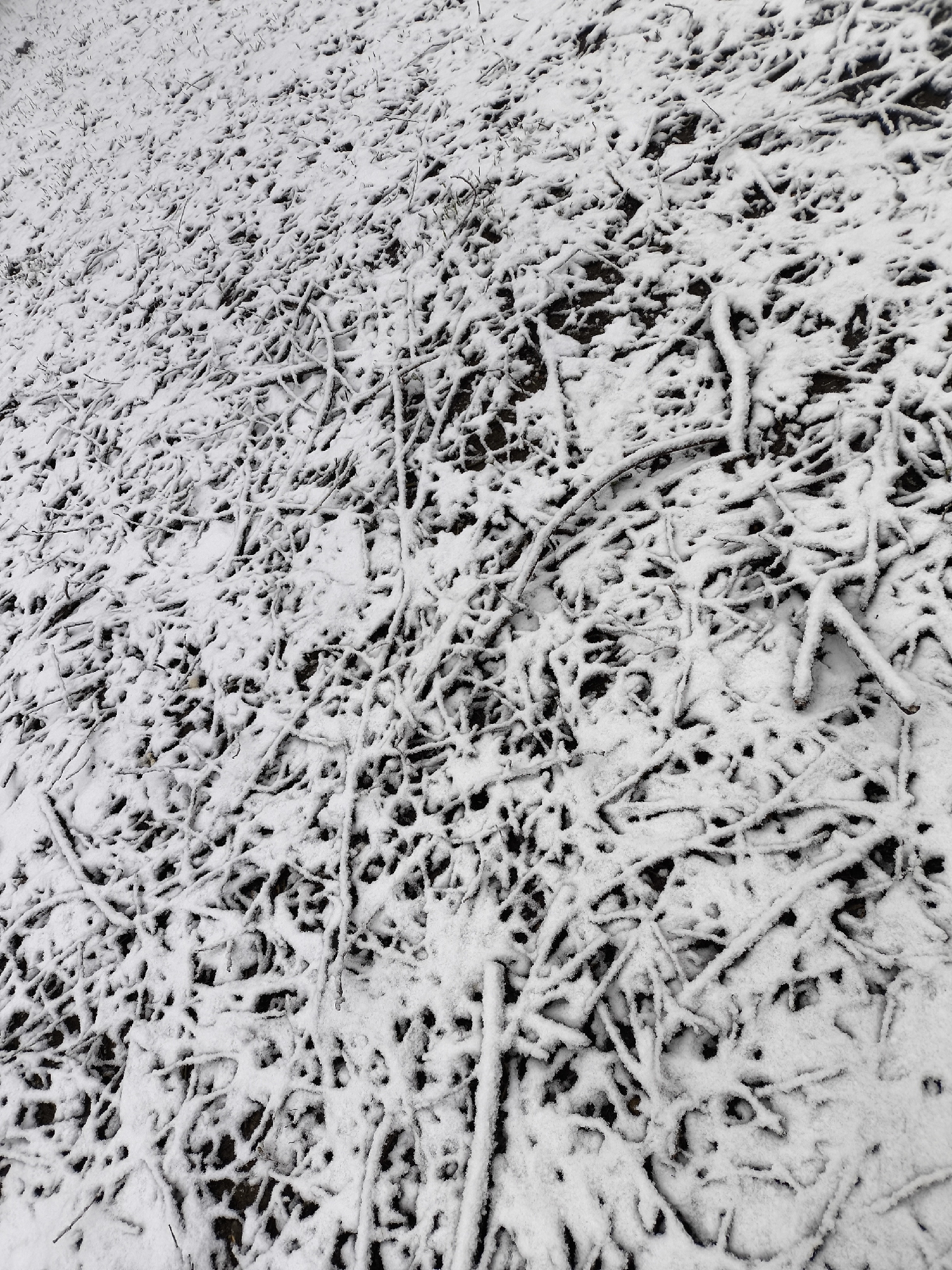A ground-level, high-angle shot shows a patch of ground covered in a layer of snow. The snow is unevenly distributed, revealing dark soil and numerous small twigs or branches scattered across the surface. Some green grass blades are visible amidst the snow and twigs. The overall scene is wintery, depicting a sparse, snow-covered landscape in Khimki, Russia.