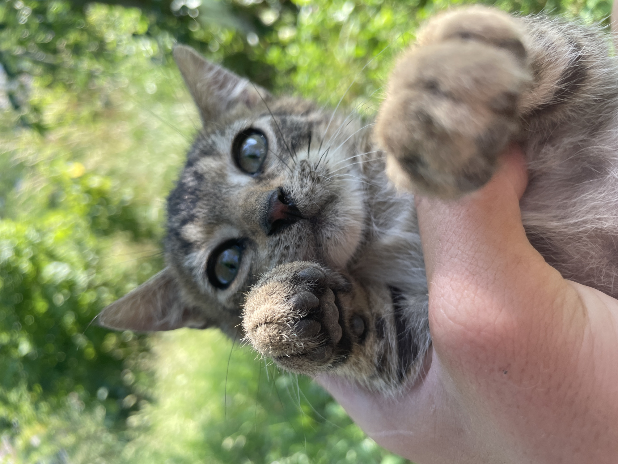 A close-up, eye-level shot captures a tabby kitten being held. The kitten's head is tilted, and its gaze is directed towards the camera with large, expressive green eyes. One of its front paws is raised towards its face, with sharp claws visible. The background is a blur of green foliage, suggesting an outdoor setting, possibly in a garden or natural environment. The lighting appears to be natural daylight, likely daytime, with dappled sunlight creating a soft focus effect. The overall mood is intimate and engaging, highlighting the kitten's curious and perhaps playful nature. There is no visible text in the image. The location context provided is Zlatograd, Bulgaria.