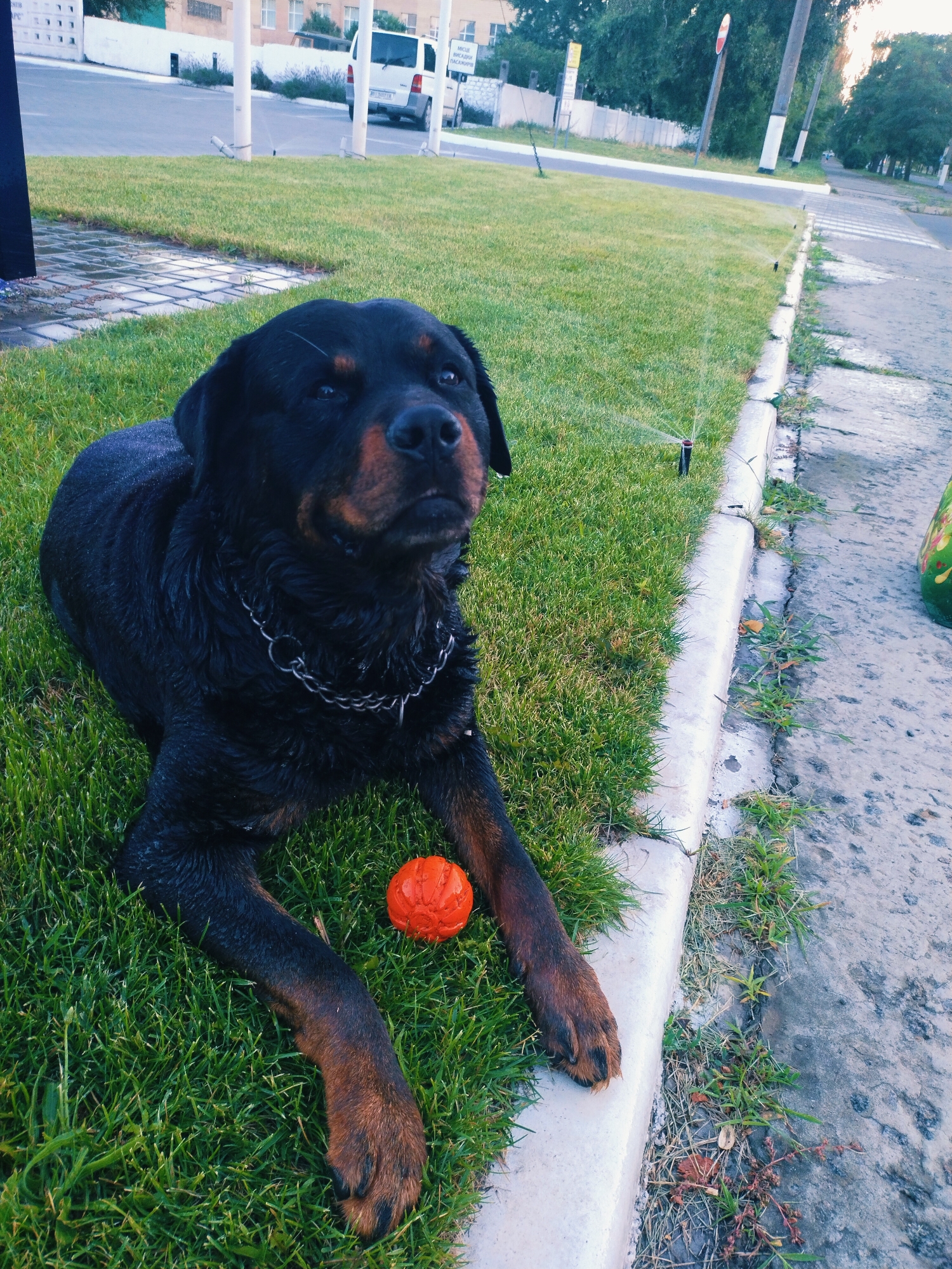 A rottweiler dog lies on a patch of green grass next to a concrete curb. The dog is black with tan markings on its face and paws and wears a silver chain collar. An orange ball rests on the grass near the dog's front paws. In the background, a road with a pedestrian crossing is visible, along with trees and buildings. Sprinklers are active on the lawn, misting the grass. The scene appears to be outdoors in a public area, possibly a park or street, in Horishni Plavni, Ukraine, given the context provided.