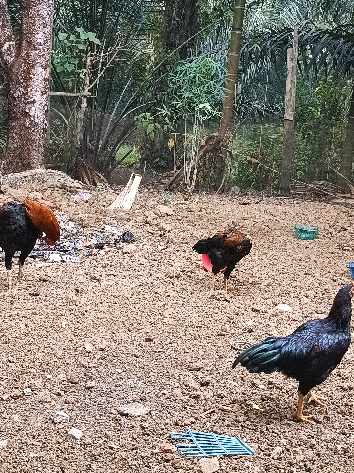 A scene in an outdoor area, possibly in Megang Sakti I, Indonesia, shows three chickens foraging in dry, reddish-brown soil. The environment is characterized by dense green foliage in the background, including palm trees and other tropical vegetation. To the left, a large tree with textured bark stands prominently. The ground is uneven and scattered with debris, including small stones, dried leaves, and what appears to be trash such as plastic wrappers and a black circular object.
One black chicken with a reddish-brown neck and tail feathers is located on the left side of the frame, facing away from the viewer and bending its head towards the ground, seemingly pecking at something. In the middle of the scene, another chicken, predominantly black with iridescent blue and green tail feathers and a bright red underside, stands facing left with its head lowered. To the right and closer to the foreground, a third chicken, entirely black with a blue sheen on its wings and tail, is visible. This chicken is facing towards the right and slightly away from the viewer.
In the background, a broken wooden post with a small rectangular object attached to it stands among the trees. A light-colored piece of debris, possibly wood or plastic, is positioned horizontally in the mid-ground. A small green plastic basket is visible on the ground in the middle-right of the image. A blue plastic grate-like object lies on the ground in the lower right quadrant of the frame. The lighting suggests it is daytime, with soft light filtering through the foliage.