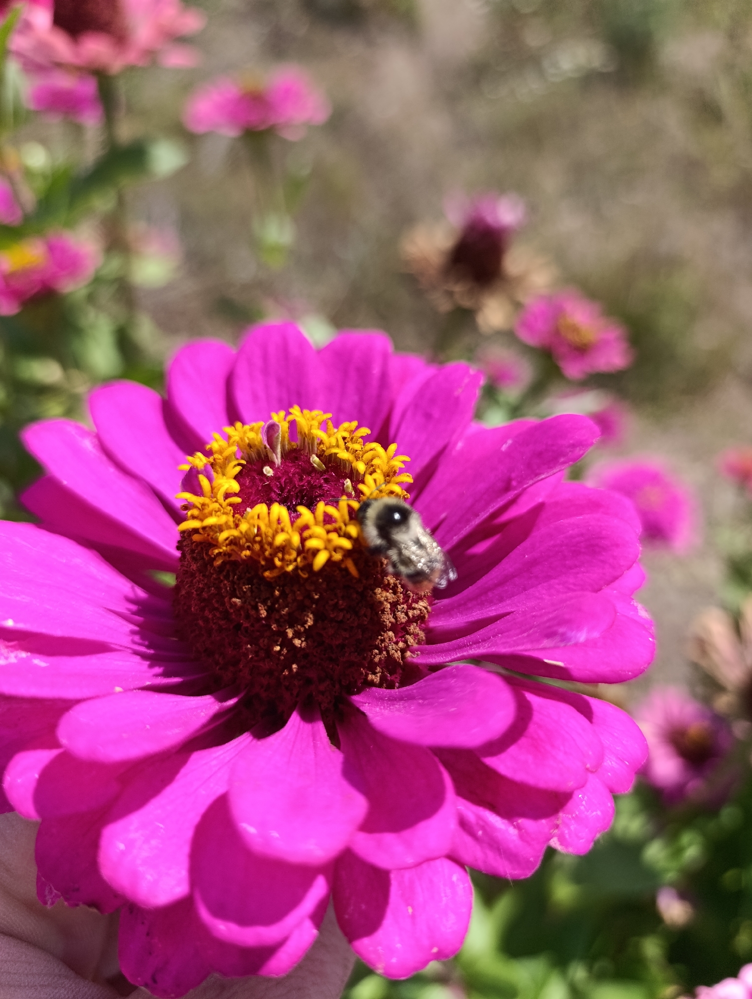 In Bulatselivka, Ukraine, a close-up shot captures a bumblebee perched on the vibrant pink petals and the yellow center of a zinnia flower. The bumblebee, with its fuzzy body and dark markings, is positioned on the right side of the flower's reproductive parts. The background is softly blurred, showing more pink zinnias and hints of green foliage, suggesting a garden setting. The lighting indicates a sunny day, with clear shadows cast by the flower's petals.
