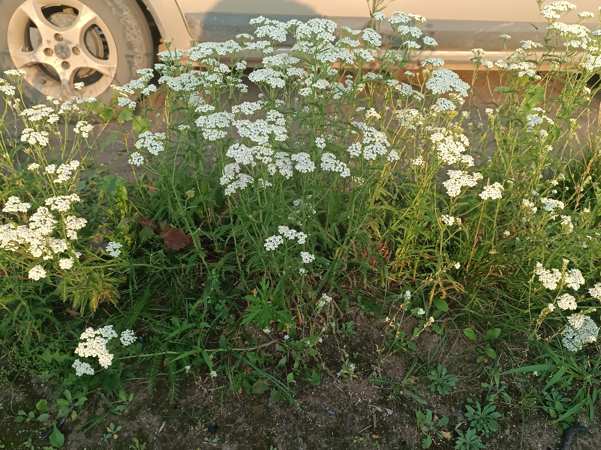 In the city of Chaikovsky, Russia, a cluster of white yarrow flowers grows in a patch of dirt and grass near the tire and lower body of a car. The car appears to be light-colored, possibly beige or silver, with a silver rim wheel visible. The yarrow is abundant, with many small white flower heads forming dense clusters atop green stems. The surrounding vegetation consists of various green grasses and weeds, with some dry leaves and brown soil visible at the base of the plants. The lighting suggests it may be late afternoon or early morning, with a warm, golden hue cast over the scene.