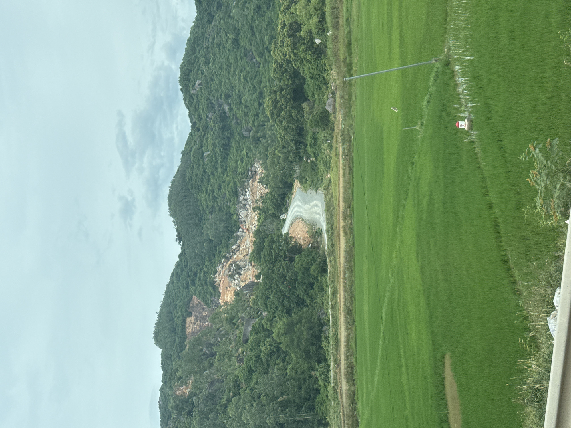 This image depicts a rural landscape in Hoa Xuan, Vietnam, characterized by lush green rice fields in the foreground and a densely forested mountain range in the background. A winding dirt road snakes up the mountainside, where evidence of quarrying is visible with exposed rock and debris. The sky is overcast with soft clouds, suggesting a temperate climate. Several small structures, possibly markers or utility poles, are scattered within the rice fields. No people are visible in the scene.