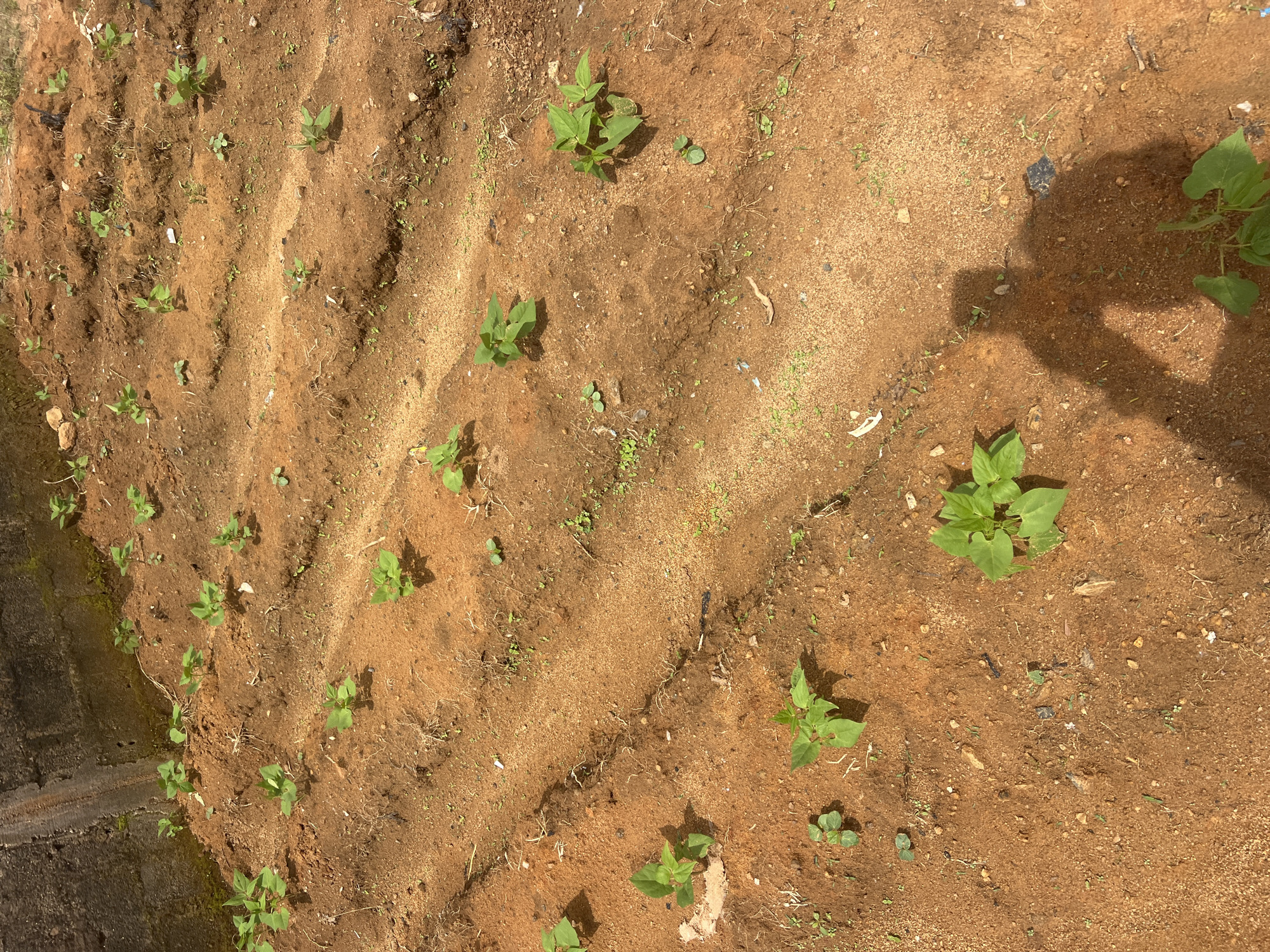 The image depicts a plot of land in Jos, Nigeria, with rows of young plants growing in reddish-brown soil. The plants are small and green, with visible leaves. The ground is uneven, with some areas appearing cultivated in rows. A shadow of a person is cast on the ground, suggesting someone is present but not fully visible in the frame. In the background, a concrete structure is visible, possibly a wall. The overall scene suggests an outdoor agricultural or garden setting.
