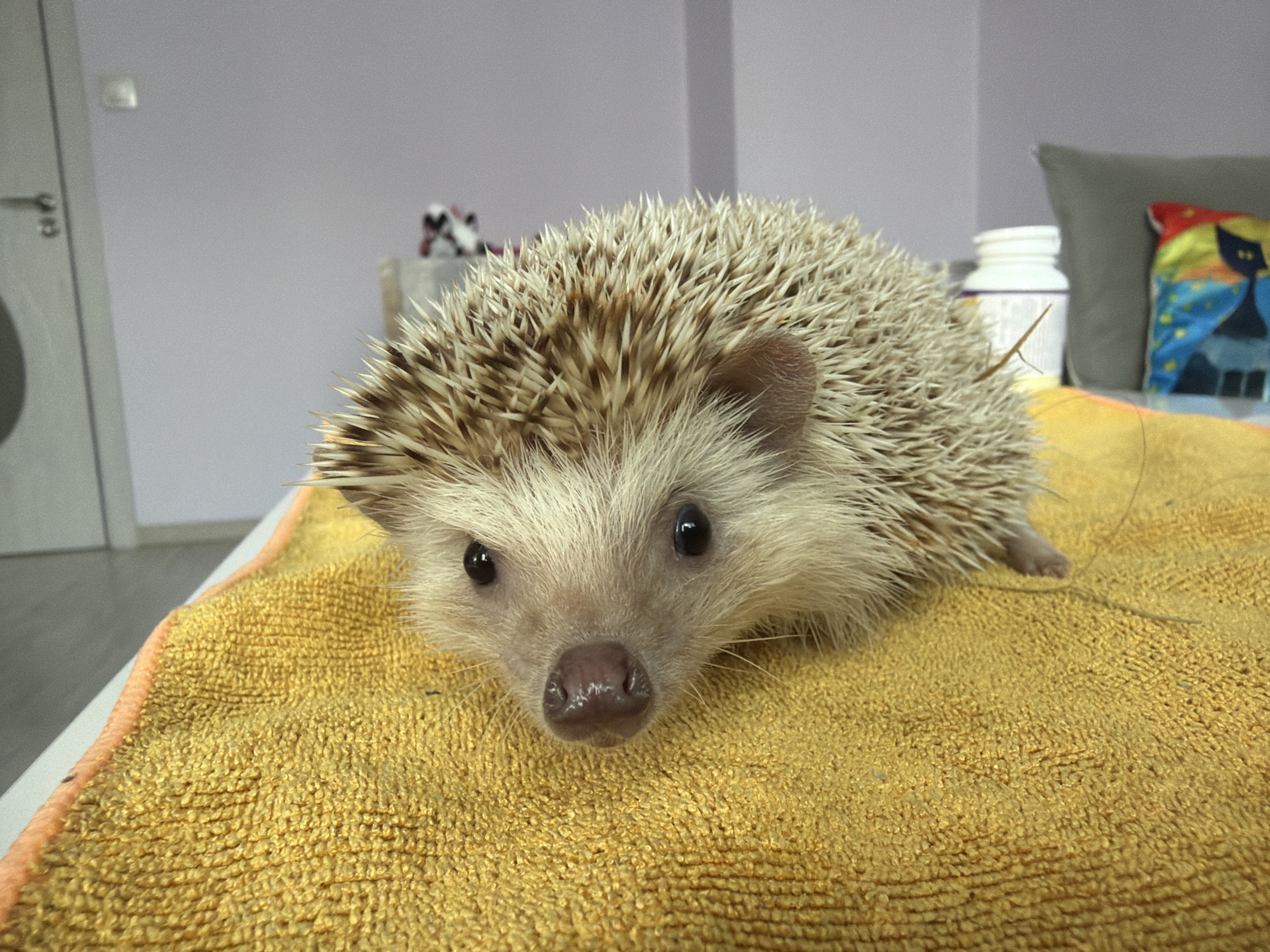 A close-up shot features a light-colored African pygmy hedgehog with white and light brown quills, positioned centrally on a bright yellow, textured towel. The hedgehog faces directly towards the viewer, showcasing its small, dark eyes and a moist, pinkish-brown nose. Its delicate ears are visible on either side of its head.
The setting is an indoor domestic environment, likely a home in Sofia, Bulgaria. The background consists primarily of a light purplish-gray wall. To the left, a segment of a light gray door with a metallic handle is visible. In the middle-ground on the right side, behind the hedgehog, a white plastic container, possibly a bottle or jar, is partially obscured. Further to the right, a gray pillow with a colorful cover is visible, featuring a design of two black cats with prominent yellow eyes against a vibrant, multi-colored background including shades of blue, orange, and yellow.
The hedgehog appears calm and curious, observing the camera. Its posture suggests it is either resting comfortably or gently exploring the soft towel. The lighting is even and bright, characteristic of an indoor daytime setting. There is no visible text in the image. The scene overall conveys a peaceful and domestic atmosphere.