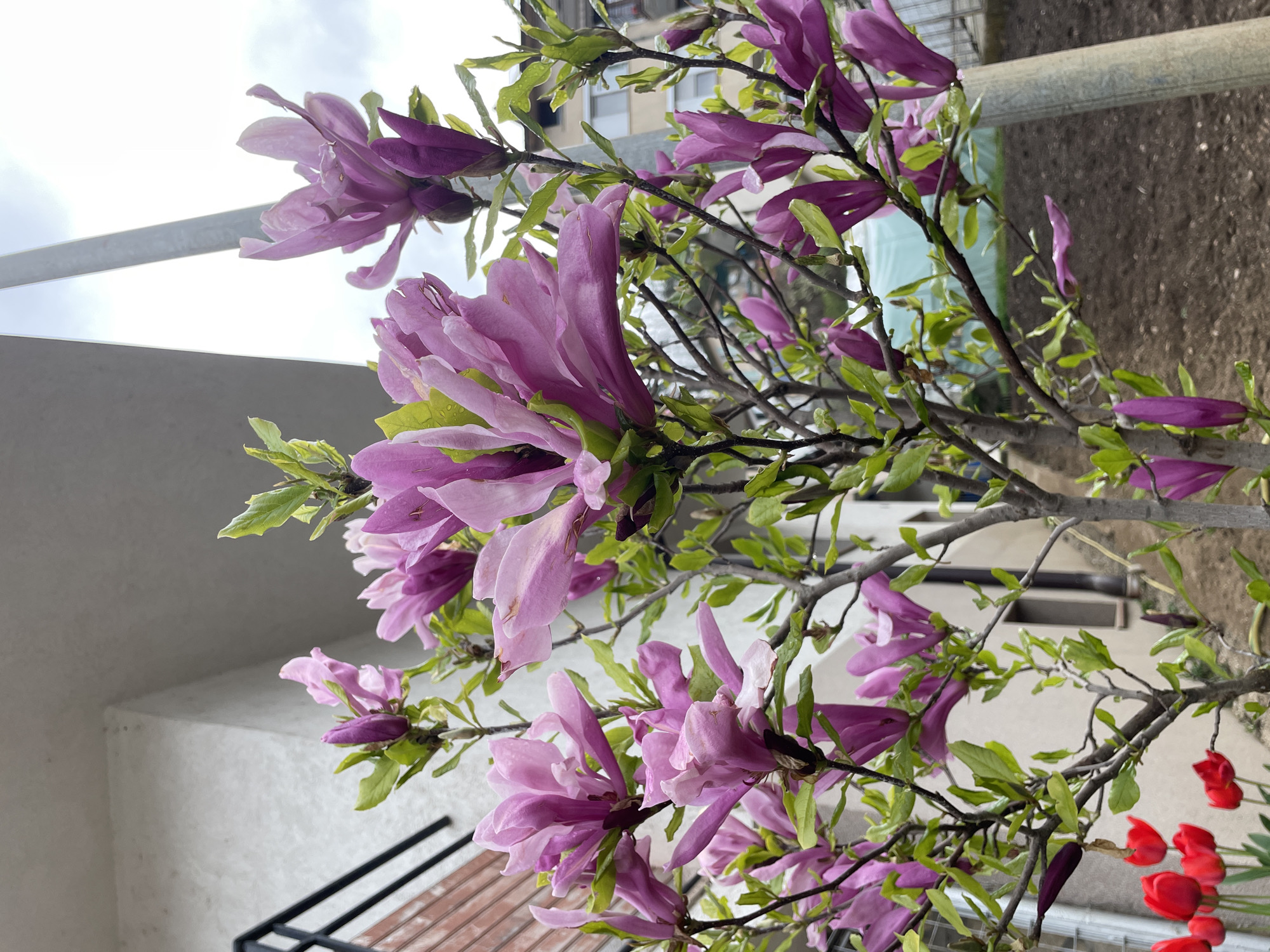The original image, likely captured in Zlatograd, Bulgaria, presents a close-up, vertically oriented view of a flowering tree or large shrub, possibly a magnolia, in full bloom. The plant dominates the frame, displaying numerous large, cup-shaped blossoms with petals ranging from light lavender to a rich purplish-pink. Fresh green leaves, some still unfurling, are interspersed among the flowers and branches, many showing small water droplets, suggesting recent rain or dew.
In the background, a bright, overcast sky is visible to the far left, partially obscured by a prominent grey metallic railing or beam running horizontally. Below this, a light-colored concrete or stucco building wall forms a significant portion of the lower left background. Through the branches in the upper right, glimpses of another building with windows can be seen, indicating an urban or residential environment. Adjacent to this, dark brown soil or ground cover is present. At the very bottom right of the frame, a cluster of vibrant red, tulip-like flowers, presumably in a pot, adds a striking color contrast.
The scene depicts a clear daytime setting under cloudy skies, evoking a fresh springtime atmosphere. No human activity is visible, and there is no discernible text within the image.