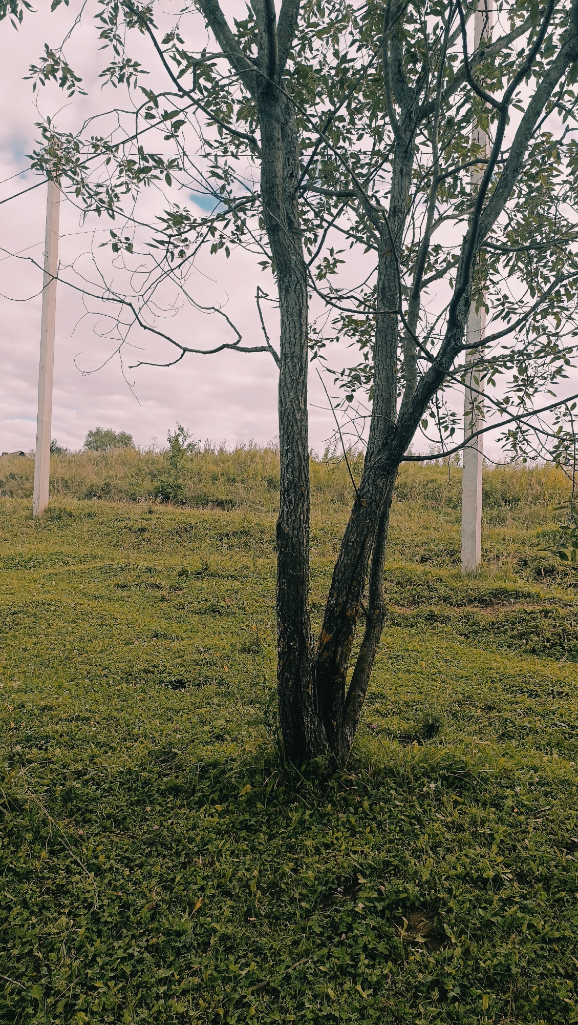 A split-trunk tree stands in a grassy field. The tree has rough, gray bark and a canopy of green leaves. In the background, there is a line of tall grass and two utility poles. The sky is cloudy and pale.
