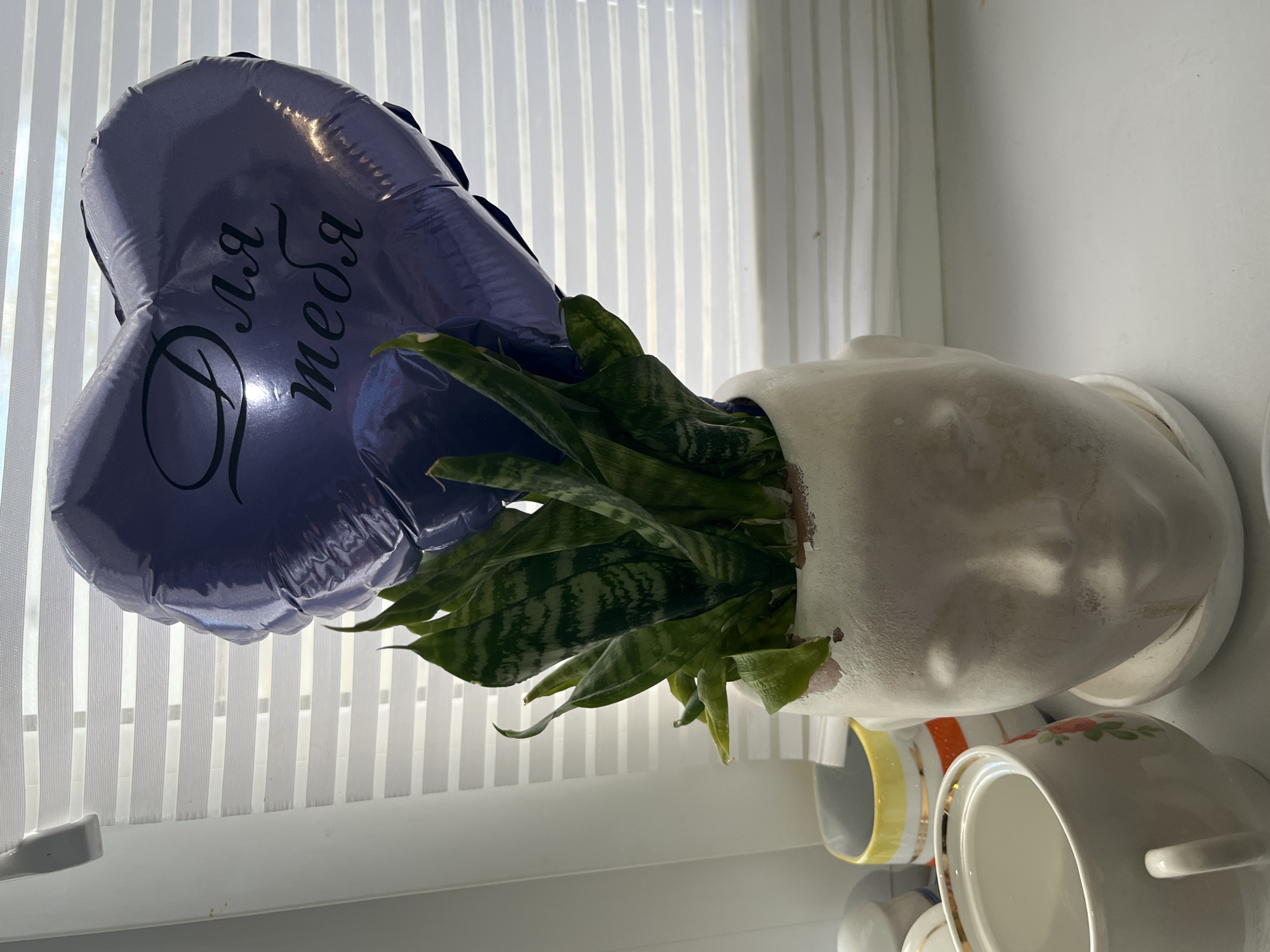 The image, taken in Izhevsk, Russia, captures an indoor scene dominated by a heart-shaped purple balloon and a potted snake plant. The perspective is from slightly above, looking down and across the objects, with the image rotated 90 degrees to the left.
In the center, a vibrant purple foil balloon, inflated into a heart shape, is prominently displayed. Across its surface, the Russian text "Для тебя" (Dlya tebya), meaning "For you," is elegantly inscribed in a dark, flowing script. The balloon reflects bright light, indicating a well-lit environment.
Positioned to the right and slightly below the balloon is a green snake plant (Sansevieria trifasciata), with its distinctive upright, variegated leaves. It is planted in a large, white, textured pot or planter, which has a somewhat irregular, organic shape. The plant's leaves are a mix of dark and light green, showing natural patterns.
The background consists of vertical window blinds, allowing diffused light to enter, suggesting it is daytime. The blinds cast subtle shadows and create a pattern of light and dark vertical stripes. To the upper right, a plain white wall is visible.
In the lower right foreground, beneath the plant and pot, several ceramic mugs and cups are stacked or arranged on a surface. Some have colorful patterns, including yellow and orange stripes, and floral designs with red and green accents, while others are plain white. The overall impression is that of a thoughtful gift or decoration placed in a living space, possibly a kitchen or near a window.
