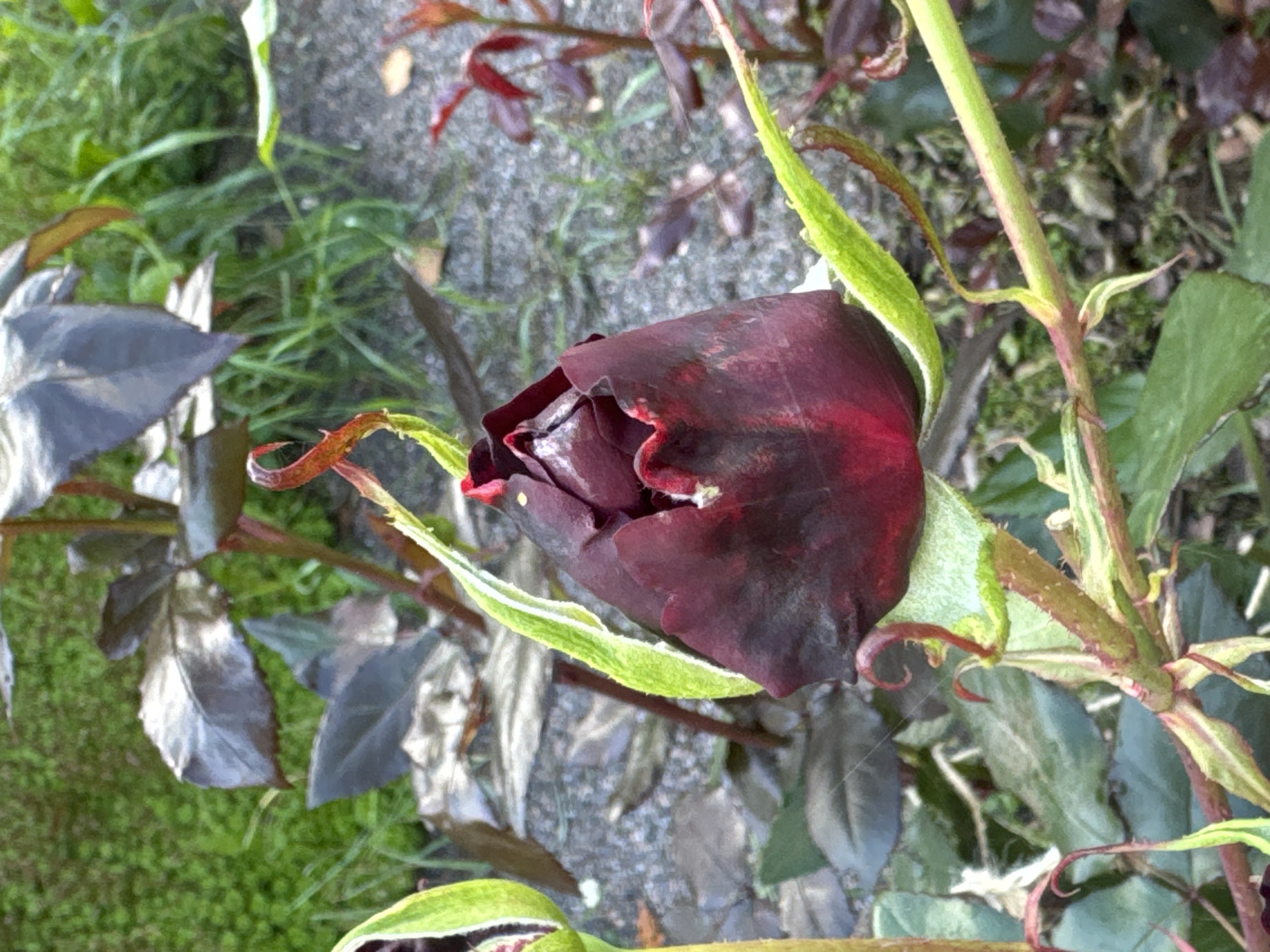 A dark red rosebud, partially opened, is the central focus of the image. The rose is surrounded by thorny green stems and dark green leaves with hints of red. The background consists of blurred green foliage and grey gravel. The scene is an outdoor garden environment. The exact location in Steklyannyi, Russia cannot be determined from the image alone.