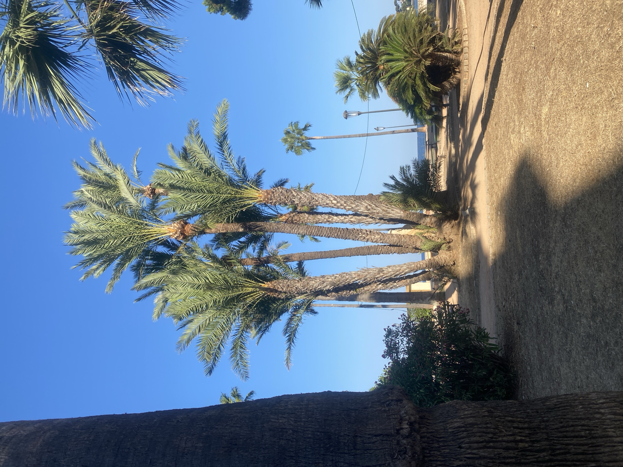 This is a medium shot, outdoor, eye-level, vertical, full-color photograph taken on a sunny day in Antibes, France. The image captures a cluster of palm trees in the foreground, with a dark, textured palm tree trunk dominating the left side of the frame. The palm trees have tall, rough trunks and lush green fronds that fan out towards the clear blue sky. The ground is covered with dry, yellowish grass and patches of sand, with some areas in shadow cast by the trees. In the background, a few more palm trees are visible, as well as a glimpse of the blue sea and a distant coastline with buildings. Two lampposts are also present in the mid-ground. The overall impression is of a tropical or Mediterranean park setting.