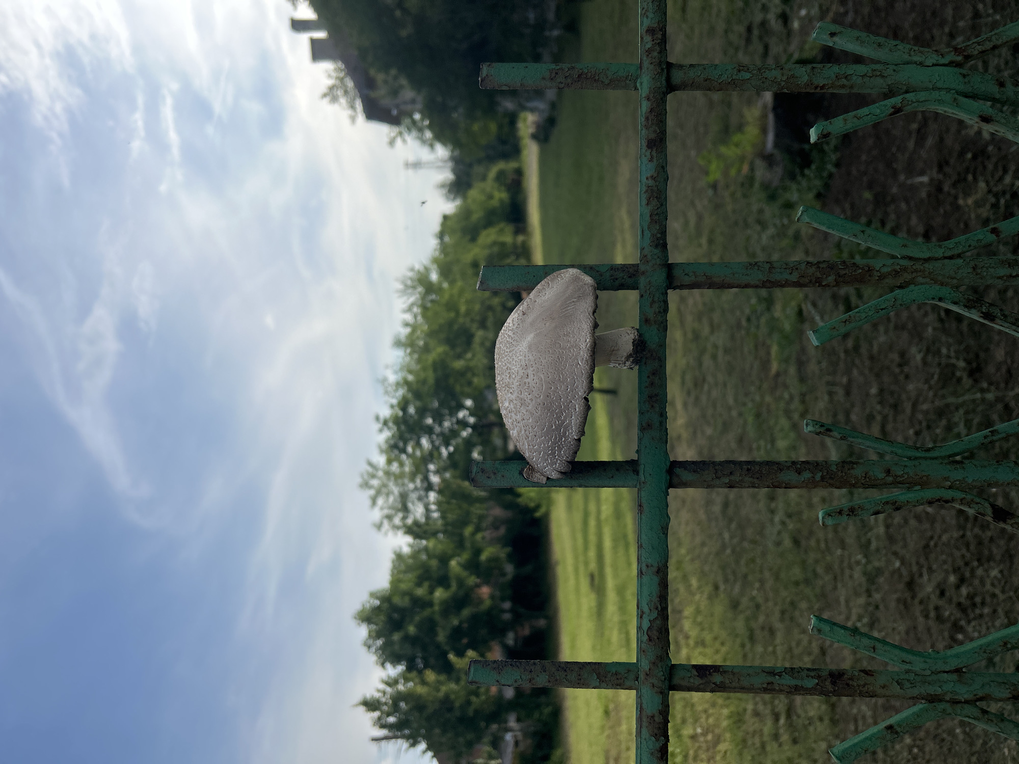 A large, light-colored mushroom with a distinctly textured, bumpy cap and a short stem is prominently featured, appearing to grow on or through an old, weathered green metal fence. The fence, showing significant rust and peeling paint, consists of horizontal and vertical bars along with some irregularly bent metal elements. In the background, there is a sprawling green grassy area populated by numerous trees with dense foliage. The upper portion of the frame is dominated by a bright blue sky with scattered, wispy white clouds. A faint, dark structure, possibly a building, is partially visible in the upper left corner, somewhat obscured by trees.
No specific activity or event is taking place; the image captures a static outdoor scene. The time of day is daytime, indicated by the clear blue sky and natural light. The location appears to be an outdoor setting, possibly a park or an overgrown area. There is no visible text in the image.