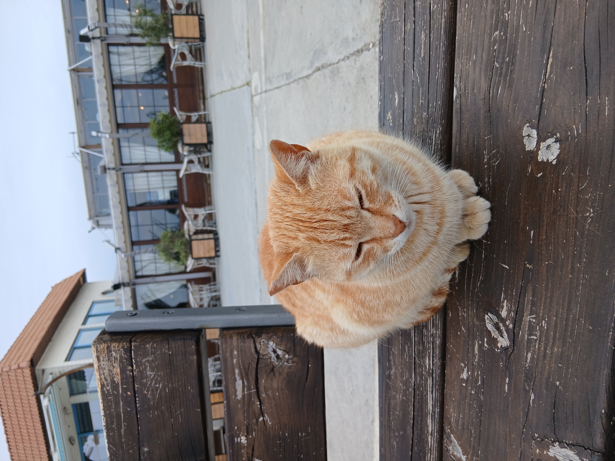 A medium shot from an elevated perspective shows an orange tabby cat resting on a dark brown wooden bench. The cat is curled up with its paws tucked in, eyes closed, and head turned slightly. The bench has a weathered appearance with cracks and faded patches. In the background, a multi-story building with large windows and outdoor seating can be seen. The scene is set in Varna, Bulgaria.