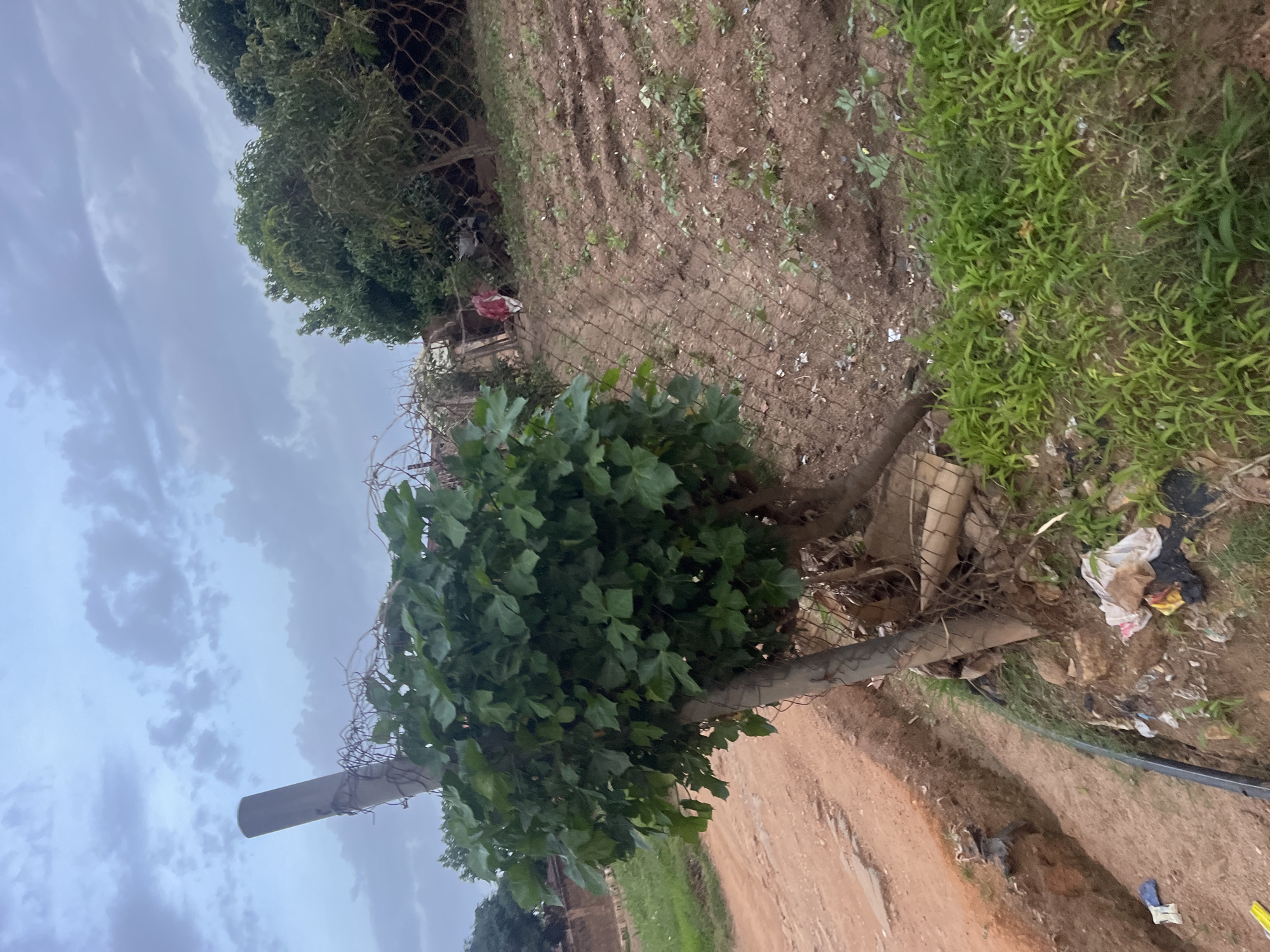 The image depicts an outdoor scene near a dirt road in Gura Top, Nigeria. In the foreground, a large, leafy green plant is growing on a broken fence. The fence is made of wire mesh and is supported by a concrete post. To the left of the plant, a trench is dug into the side of the dirt road, with some debris visible in the trench and on the ground. In the background, a garden plot is visible, with rows of small plants. Further in the background, trees and more fencing can be seen. A person wearing a red and white garment is partially visible near the garden. The sky is overcast with gray clouds.