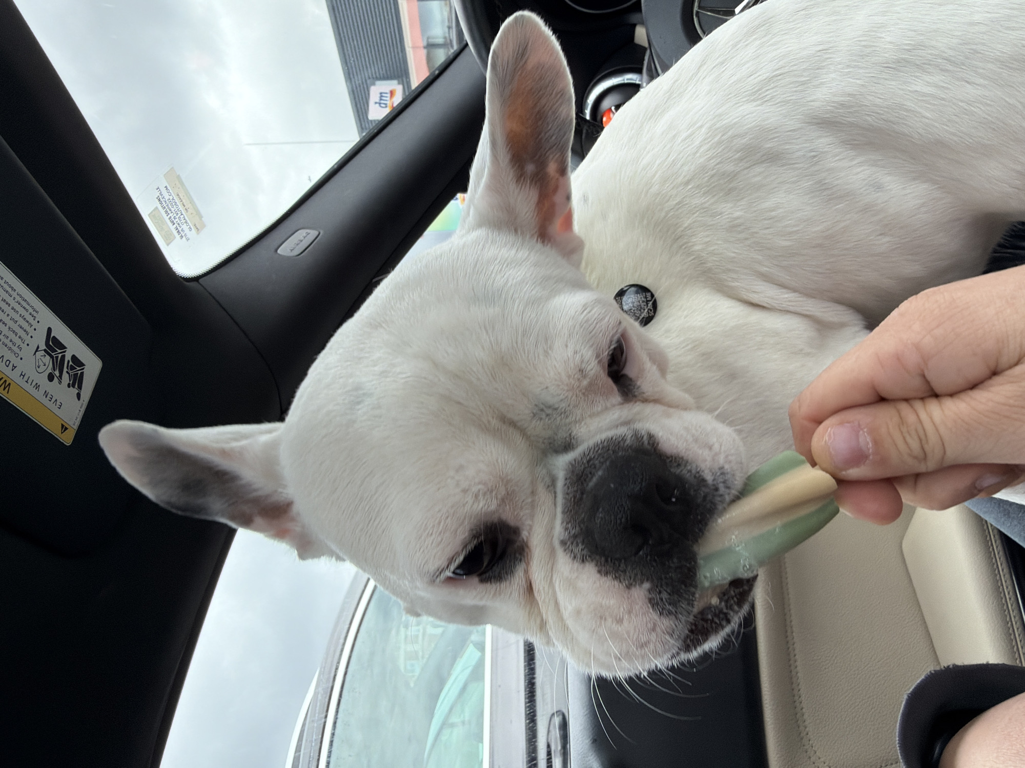 A white French Bulldog, distinguished by dark markings around its eyes and nose, is observed within a vehicle. The dog is actively consuming a two-toned (light green and beige) chewable treat, which is being presented by a human hand. The scene is illuminated by an overcast sky visible through the windshield.
Essential details within the vehicle include a "WARNING" label on the sun visor, an "AIRBAG" label, and beige interior upholstery. A sticker affixed to the windshield identifies the location: "GLOBAL AUTO SOLUTIONS, 79 DRAGALEVSKA, SOFIA 1407, GLOBALAUTOSOL.COM," definitively placing the scene in Sofia, Bulgaria, on Dragalevska Street.
Through the windshield, a "dm" logo on a commercial building is discernible in the background, identifying a "dm-drogerie markt" store. Another vehicle is partially visible to the left. The dog wears a black tag with a QR code, partially visible on its chest. The overall environment suggests the vehicle is stationary in an urban area or parking lot.