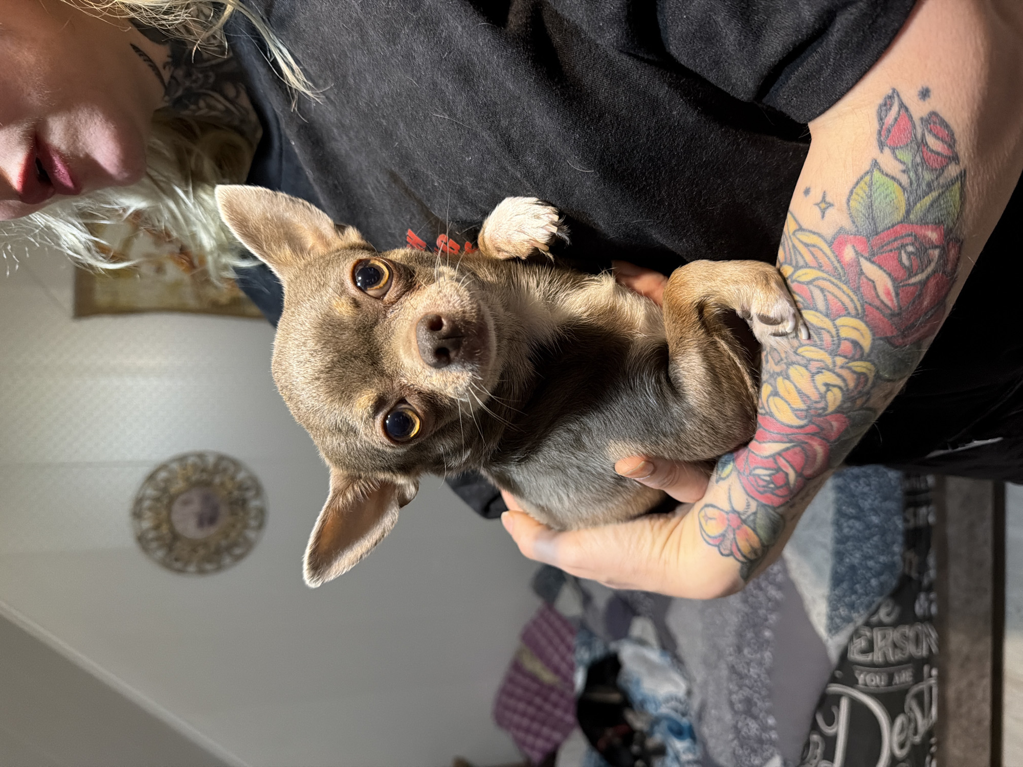 A person is holding a small brown chihuahua dog. The dog has a red collar and is looking directly at the camera with large, expressive eyes. The person holding the dog is wearing a black shirt and has tattoos on their arms. The background includes a wall with a decorative circular object, bedding, and a sign. The image was taken indoors. The location is not discernible from this image.