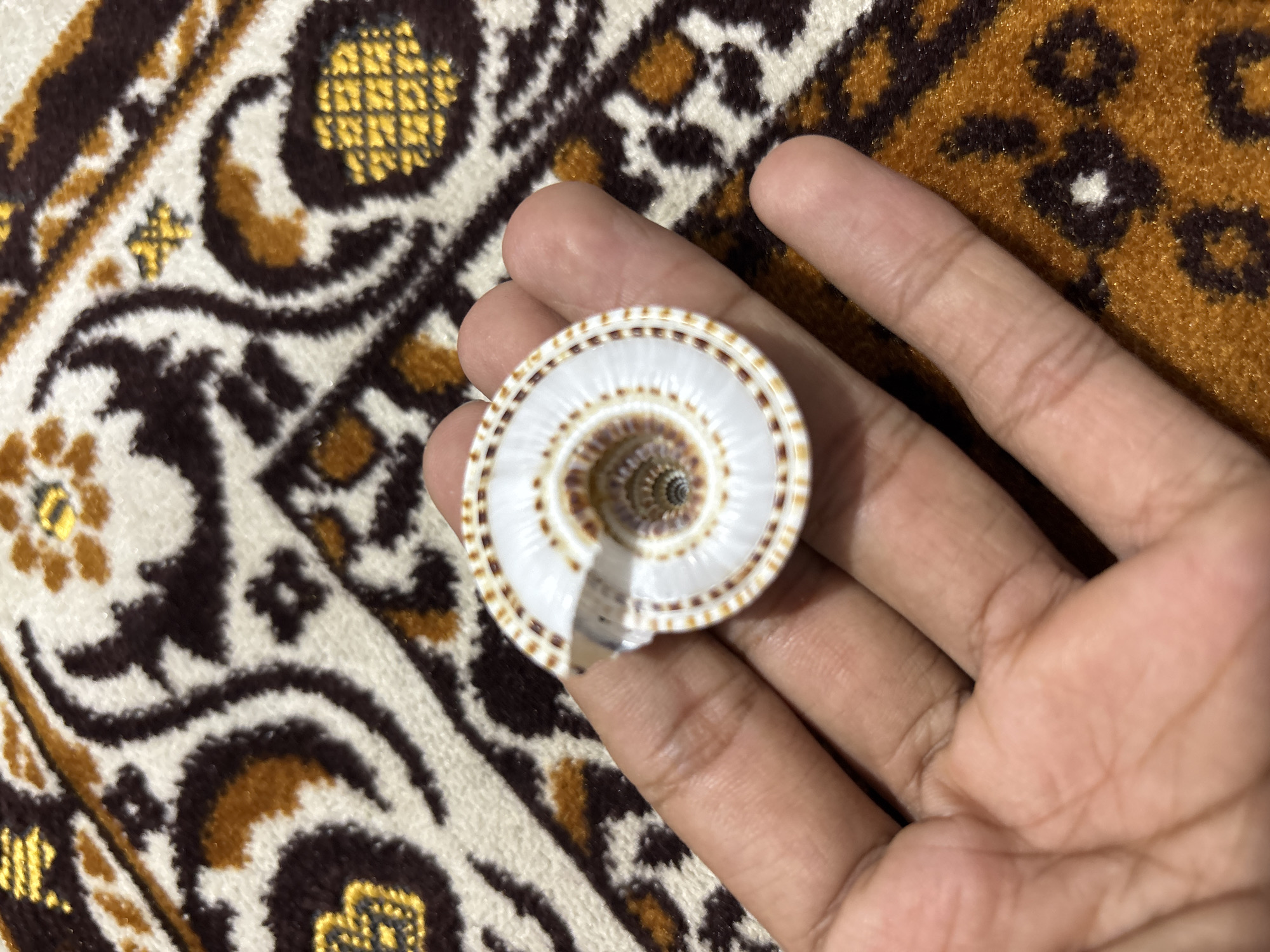 A person's open hand, with light brown skin, gently cradles a decorative seashell. The seashell is a flat, circular object with a striking pattern: a white base adorned with intricate concentric rings of small brown spots and lines that form a clear spiral towards its dark center. A small chip is visible along one edge of the shell.
The background is an intricately patterned rug or mat, featuring a design with swirls, crescent-like shapes, and abstract floral or geometric motifs. The colors of the rug are primarily dark brown, white, and golden yellow, suggesting a traditional aesthetic. The texture of the rug appears soft and plush.
The image is well-lit, providing clear details of the hand, the seashell, and the background pattern. The activity depicted is simply the holding of the seashell. The setting is indoors in Mideuenjok, Indonesia. There is no visible text in the image.