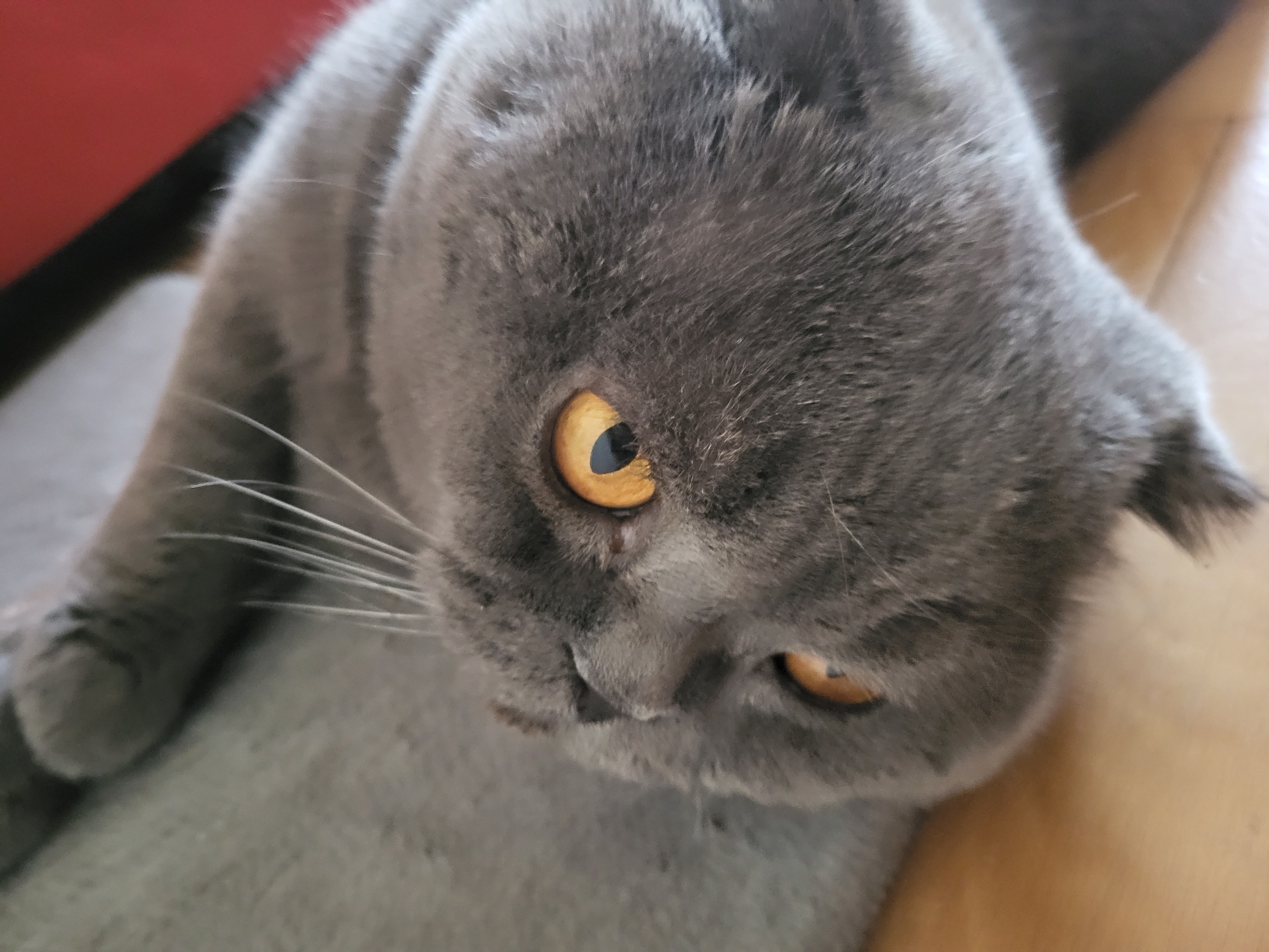 A grey-furred cat, likely a British Shorthair or Scottish Fold due to its characteristic features, is depicted lying down indoors. The cat's head and forelegs are visible, with its body extending out of frame to the left. Its fur is a uniform, solid grey/blue color, and its striking eyes are a vibrant amber or orange hue.
The cat appears to be in a relaxed state, possibly resting or observing its surroundings. Its gaze is directed slightly upwards and towards the viewer, with one eye appearing slightly more open than the other. A small, dark tear track is noticeable under its left eye (viewer's right). Its prominent white whiskers extend outwards from its muzzle.
The setting is an indoor domestic environment. The cat rests on a textured grey surface, likely a rug or carpet. To the upper left, a blurry red object, possibly a piece of furniture or an accent, is visible. To the right and bottom of the frame, a light brown surface, consistent with wooden flooring, can be seen. The lighting suggests it is daytime, with ambient light illuminating the scene. There is no visible text in the image.