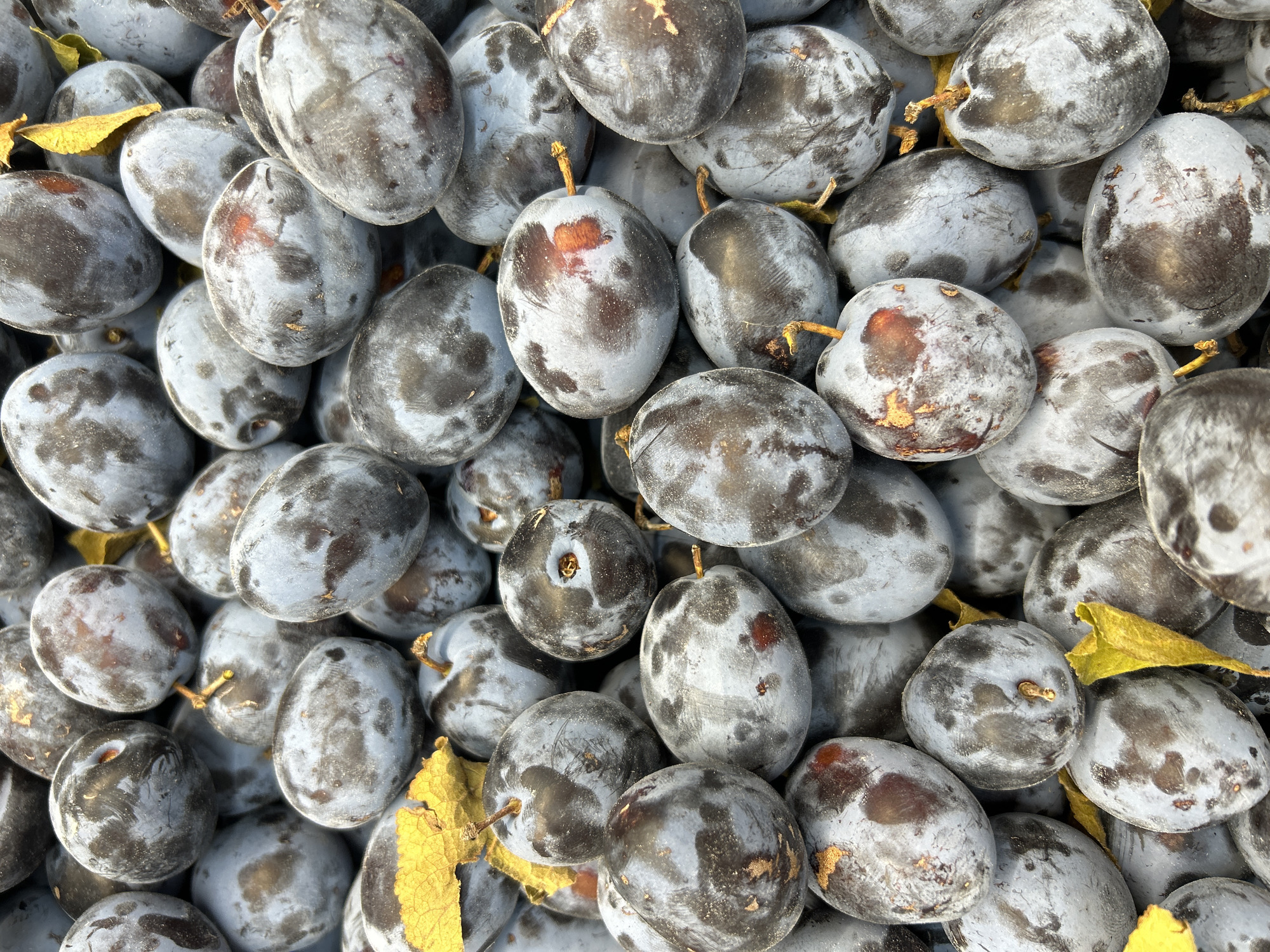 A close-up, overhead, full-frame shot displays a dense pile of ripe plums, their skin a deep, dusky purple with a slight powdery bloom. The plums vary in shape, some round, others more oval, with subtle hints of red and brown where they are sun-kissed. A few dried, yellow leaves are scattered amongst the fruit, adding a touch of autumnal color. The lighting is natural and even, highlighting the texture and matte finish of the plums. The image evokes a sense of abundance and freshness, characteristic of a local market or orchard. This scene is likely from the city of Detmold, Germany, where such produce might be found in local markets or sold by regional farmers, possibly near the historic orchards surrounding the city.