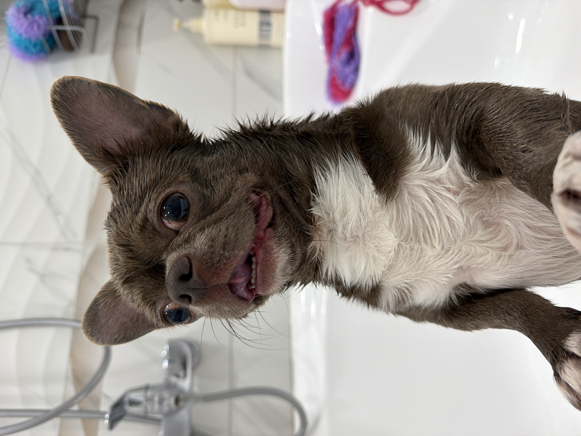 A close-up, rotated shot captures a small, wet dog, likely a Chihuahua or similar toy breed, with short brown fur and a white chest. Its fur is matted and spiky from being wet, suggesting it is in the midst of or has just finished a bath. The dog looks directly at the camera with wide, dark eyes and an open mouth, revealing small teeth and pink gums, conveying a surprised or playful expression.
The setting appears to be a bathroom, indicated by the bright white ceramic surface of a sink or tub, a chrome faucet, and a silver shower hose visible in the background. Other background details include bottles, likely shampoo or conditioner, and a colorful fuzzy object (blue and purple) contained within a wire basket, reinforcing the impression of a bathing environment. The lighting is bright and even, consistent with indoor conditions. There is no visible text in the image. The location is Votkinsk, Russia.