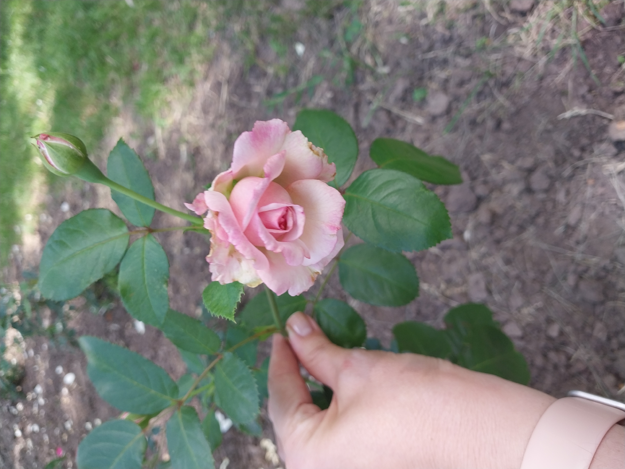 A close-up, high-angle shot shows a delicate pink rose with green leaves and a rose bud. A person's hand, with neatly manicured nails, gently touches the stem of the rose. The background consists of garden soil, grass, and dry leaves, suggesting an outdoor setting. The lighting indicates it is daytime, possibly with soft sunlight. The scene evokes a sense of calm and appreciation for nature. The location is identified as Dnipro, Ukraine. No text is visible in the image.