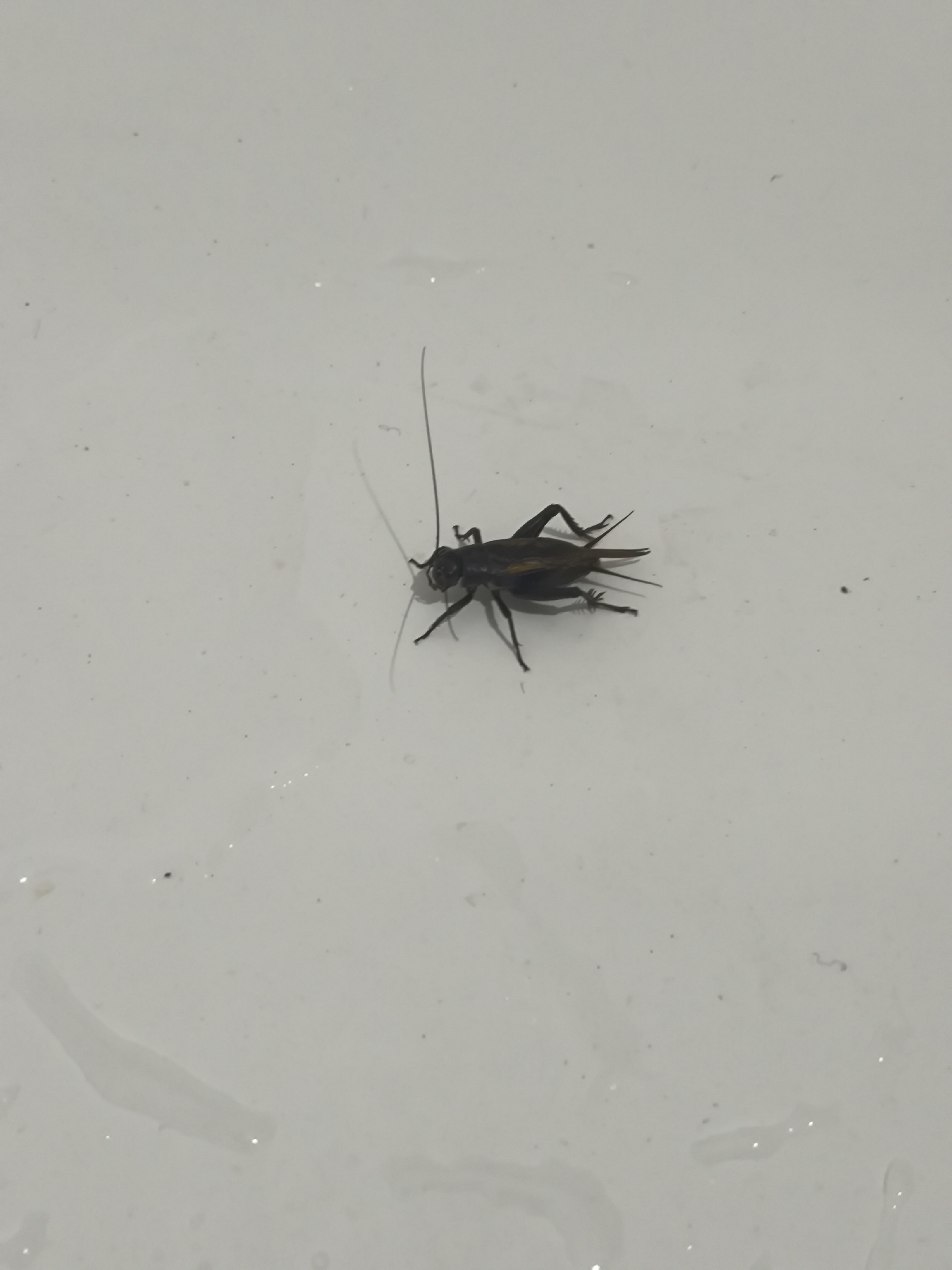 A single black cricket is centered in the frame, resting on a wet, white surface. The cricket is positioned facing left, with its long antennae extending upwards and to the left. Its legs are visible, appearing to be in a resting or about to move position. The surface it is on appears to be smooth and possibly reflective, with scattered water droplets and faint shadows. The overall lighting suggests an indoor environment. There is no indication of a specific city in Kazakhstan.