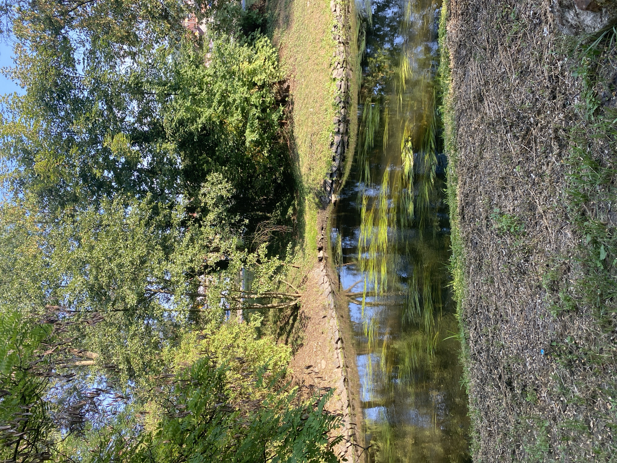 A calm, reflective body of water, likely a canal or a slow-moving river, is bordered by a grassy bank with scattered debris in the foreground. The water contains visible aquatic vegetation, appearing as yellow-green strands. The opposite bank is lined with stones and rises to a slope covered in grass and foliage, which is densely populated with trees. Some trees bear long, dried seed pods. The scene is bathed in natural sunlight, casting shadows and creating highlights on the water's surface. The background suggests a natural environment with hints of urban structures, possibly buildings, visible through the trees. The image captures a serene outdoor scene in Bílina, Czechia.