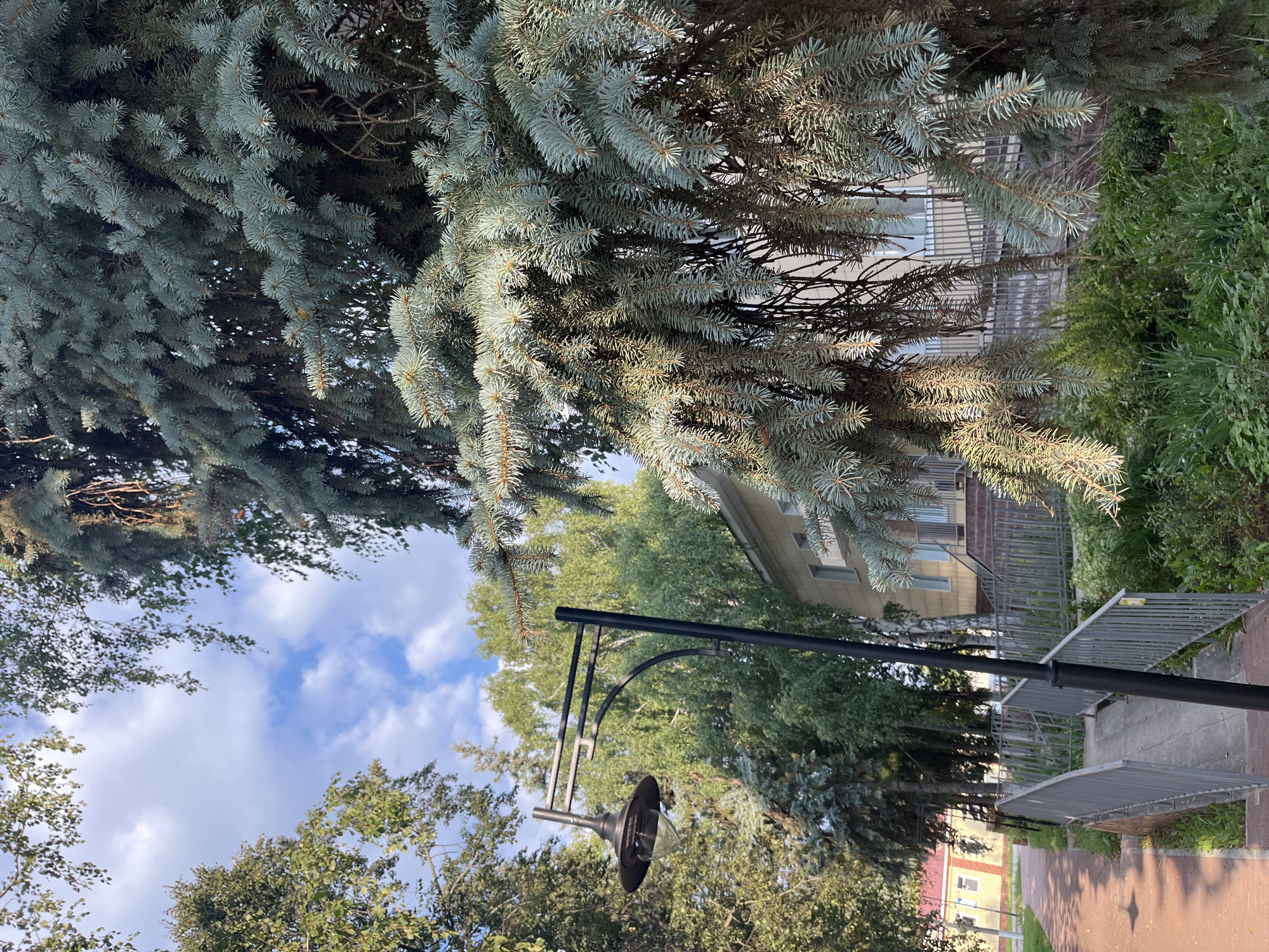 The image shows a slightly overcast sky with scattered clouds above a park-like setting. In the foreground, the branches of a large blue spruce tree dominate the frame, its needles a dusty blue-green. Beneath the spruce, a black lamppost with a traditional lantern fixture extends upwards. Further into the scene, a building with light-colored siding and several windows is visible, partially obscured by the trees. Adjacent to the building is a paved walkway with metal railings. The ground is covered with green grass and trees. The overall impression is one of a peaceful outdoor scene on a day with mixed sunlight and cloud. No people are visible, and no text is present in the image. The scene suggests it could be late summer or early autumn in Blagoveshchensk, Russia.
