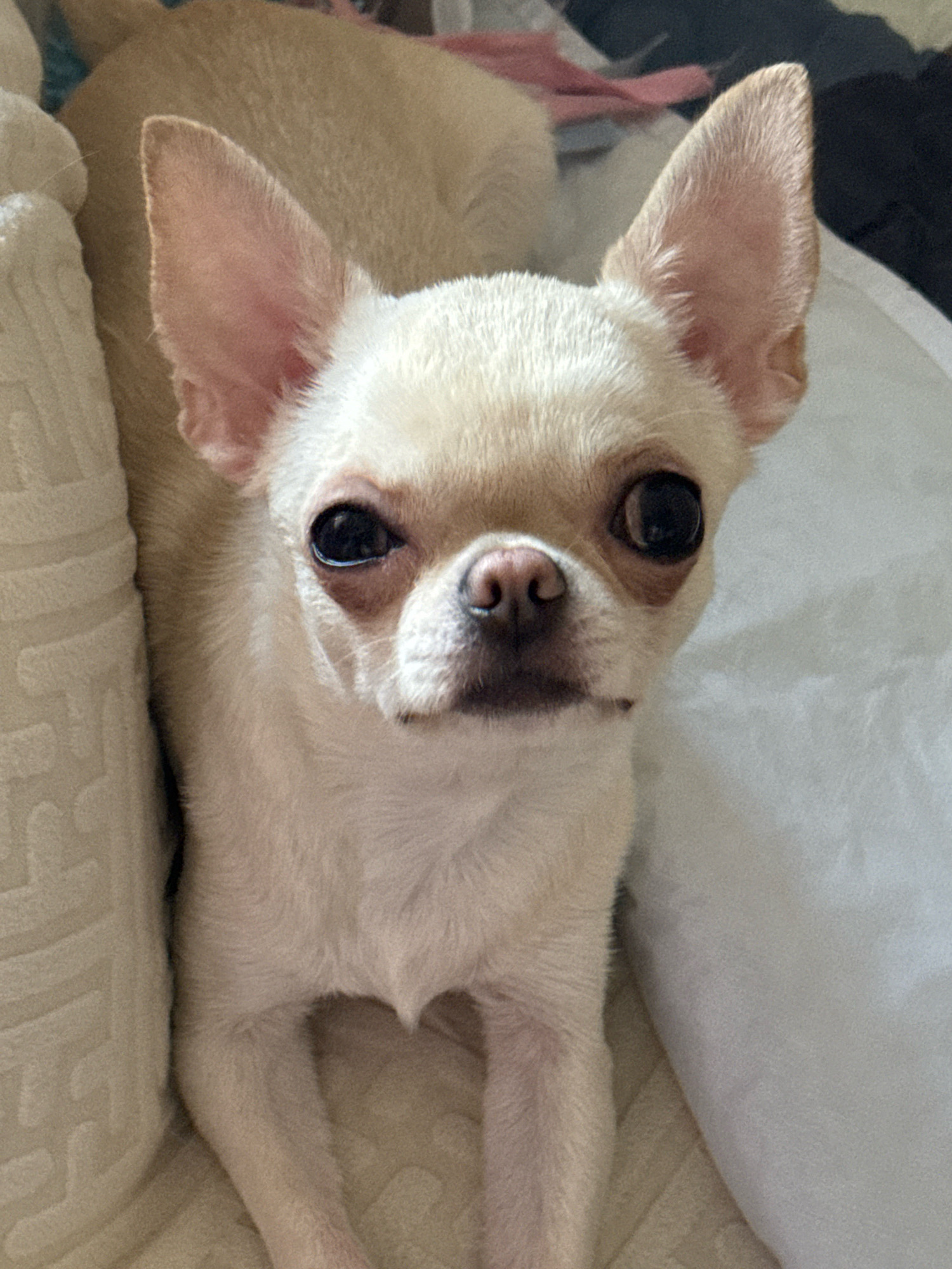 A close-up, head-on shot shows a small, light-colored chihuahua looking directly at the camera. The dog has large, dark eyes and prominent, erect ears. It is positioned on a light-colored, textured surface, possibly a blanket or bed, with a darker, out-of-focus background. The lighting is soft, suggesting an indoor environment. There is no information about Novosibirsk, Russia, in the image.