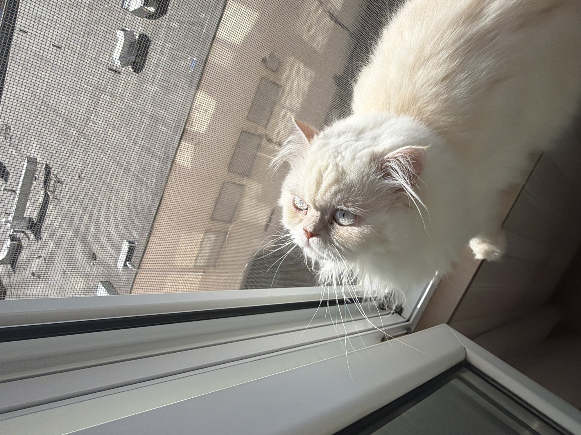 A fluffy white, long-haired cat with striking light blue eyes is captured in a high-angle shot, looking intently out of a window. The cat, positioned indoors, has its head and upper body visible as it peers through a window screen. Strong, direct sunlight illuminates its fur and emphasizes its long white whiskers. The cat appears curious and alert, focused on something outside.
Beyond the screen, the view shows a paved outdoor area, possibly a street or courtyard, with faint outlines of buildings in the background. The window screen creates a distinct grid pattern that partially obscures the outdoor scene. The modern window frame, likely made of aluminum or PVC, is visible in the lower part of the image, showing its tracks and structure.
The bright light and sharp shadows outside indicate it is daytime, suggesting a sunny morning or afternoon. The setting appears to be an urban or suburban environment, consistent with the provided location context of Varna, Bulgaria. No visible text is present in the image.