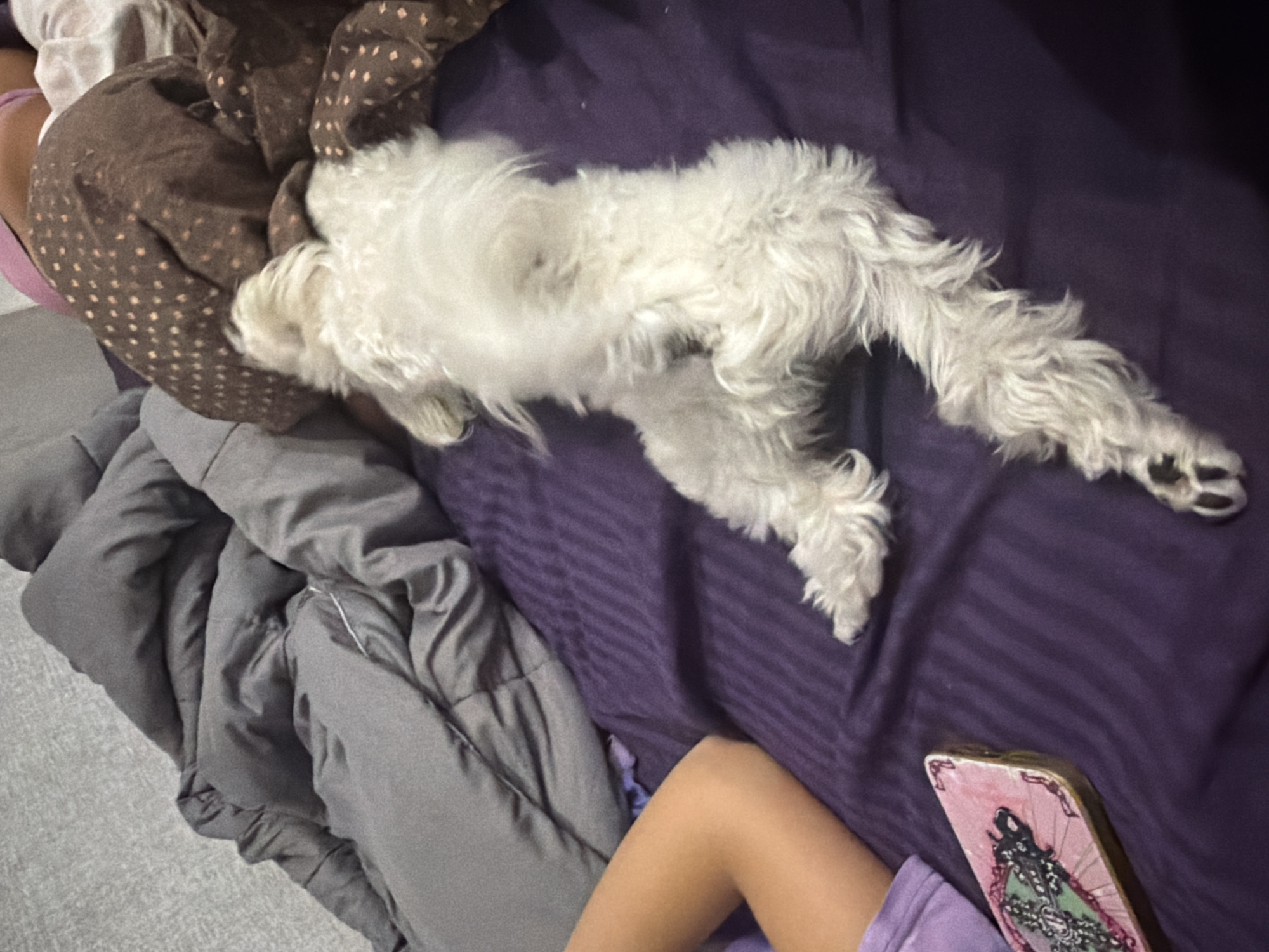 A white fluffy dog is sleeping on its back on a purple striped bed. The dog's legs are splayed out. To the left of the dog, a child's arm is visible, resting on the bed. A pink rectangular object with a decorative design is on the bed near the child's arm. The background consists of gray and brown blankets. The scene is likely indoors, in a bedroom.
