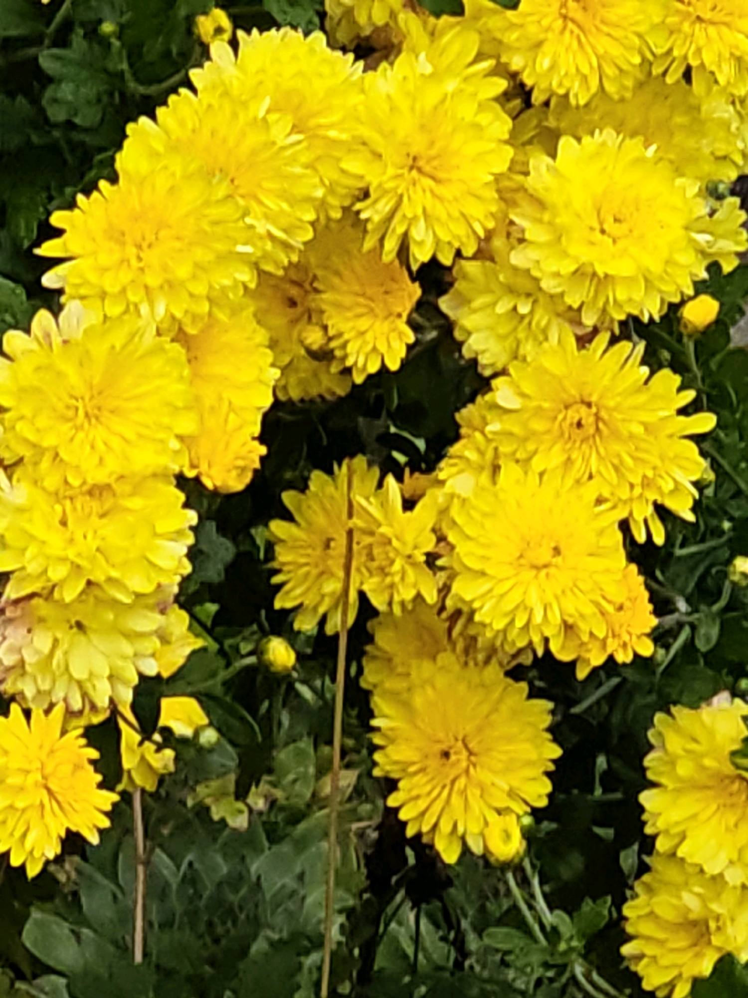 The image displays a close-up, vertical view of a cluster of bright yellow chrysanthemum flowers against a dark green, leafy background. The flowers vary in fullness and bloom stage, with some appearing more open and others still tightly budded. The lighting suggests it is daytime, with soft illumination highlighting the textured petals of the blooms. No people, actions, or specific environmental context beyond the flora are visible. The scene is devoid of any identifiable Shcherbinka, Russia landmarks or elements.