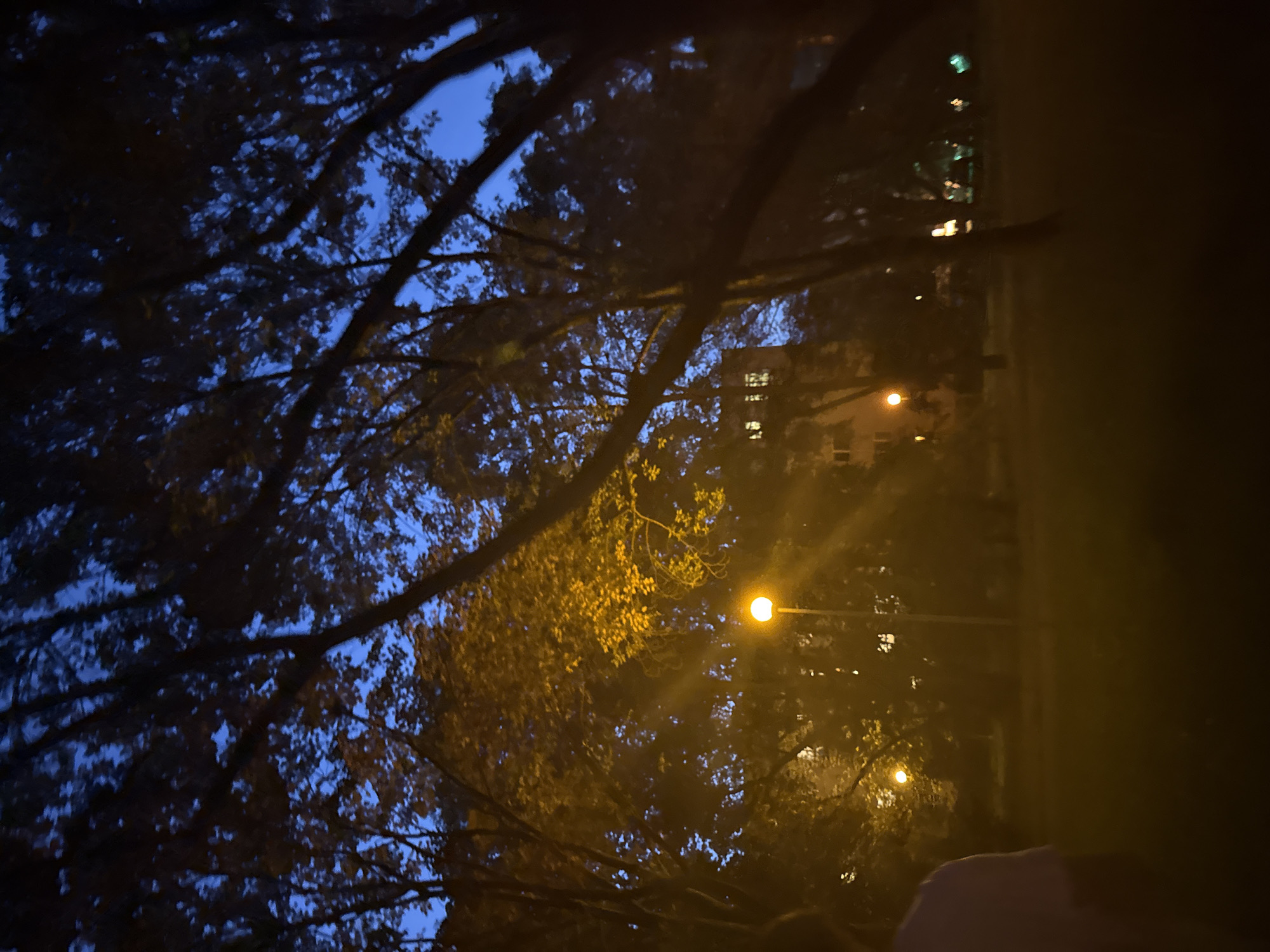 The image depicts a park scene at dusk. The sky is a deep blue, transitioning into the darkness of night. Tall trees with dark branches and some with yellowing leaves dominate the foreground and midground, creating a canopy overhead. A single, glowing streetlamp illuminates a patch of the park with a warm, orange light, casting long shadows. In the distance, a building with illuminated windows is visible, suggesting the presence of residential or commercial structures nearby. The ground is covered in grass, appearing dark and somewhat indistinct due to the low light conditions. The overall atmosphere is serene and somewhat mysterious, characteristic of an urban park at twilight.
