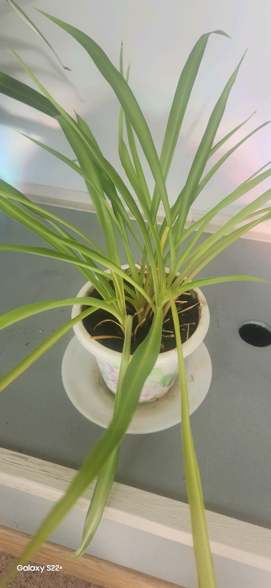 A potted spider plant with long, arching green leaves sits on a white saucer. The pot is white with a floral design and contains dark soil. The plant is positioned on a flat, gray surface, possibly a table, with a white baseboard or ledge visible in the background. A faint, colorful light reflection is present on the wall behind the plant. A circular hole is visible on the gray surface to the right of the plant. The bottom left corner of the image displays a "Galaxy S22+" watermark. There are no people or animals in the image. The scene appears to be indoors, in a well-lit environment. The specific location in Nyurba, Russia, cannot be determined from the visual information provided.