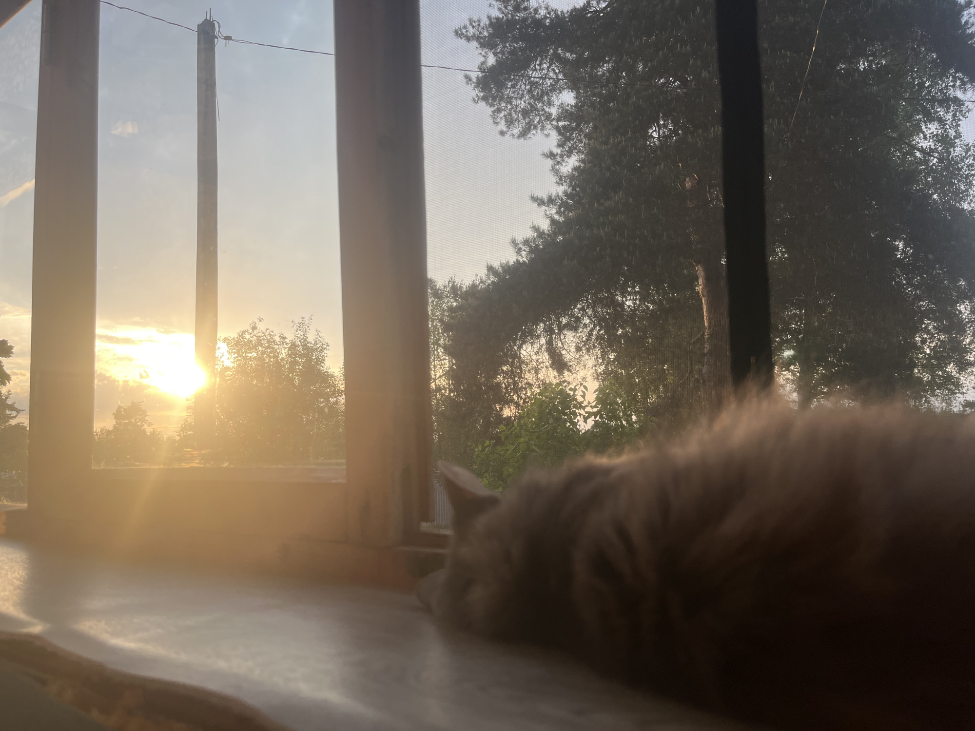 A medium shot of a gray cat lying on a window sill, looking out onto a landscape at Раздолье, Russia. The view is framed by the window structure, with a bright sunrise visible in the distance. A power line runs through the scene, and trees fill the background.