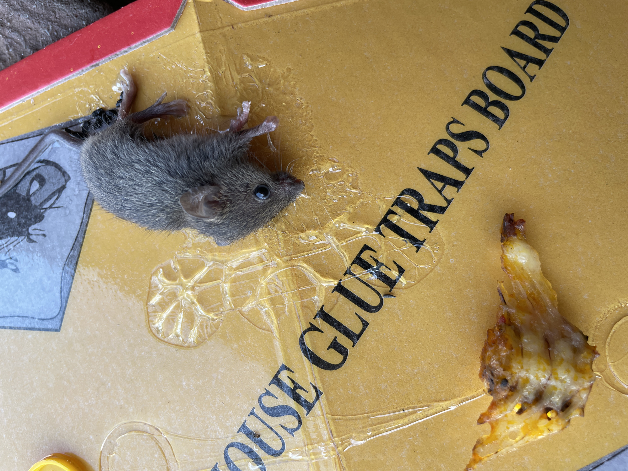 A dead mouse is stuck on a "MOUSE GLUE TRAPS BOARD". Next to the mouse is a piece of chicken bone bait. The location is unspecified, other than the implied context of Nigeria.