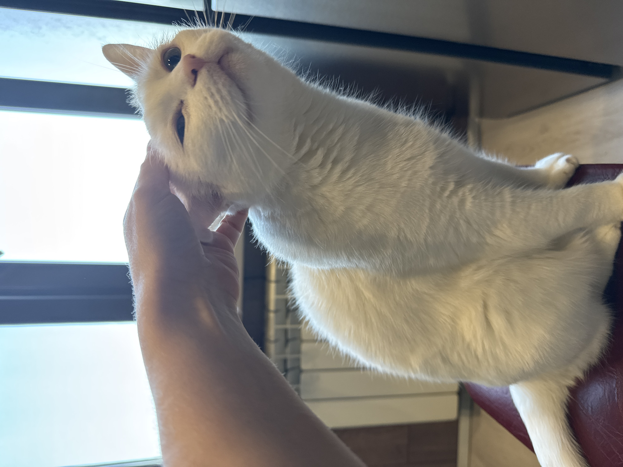 A white cat is being petted by a human hand in what appears to be a room in Konakovo, Russia. The cat is sitting on a dark red chair, and its fur is fluffy and well-groomed. The human hand is gently stroking the cat's head. In the background, a window with a view of the sky and some vertical blinds can be seen. There is also a radiator visible behind the cat. The lighting in the room is soft, and the overall atmosphere seems peaceful.