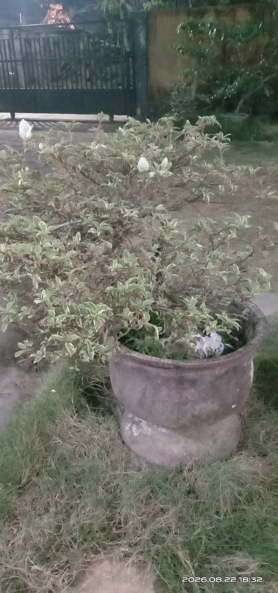 In Pakong, Indonesia, a potted plant with variegated green and white leaves and white blossoms sits on the grass. The plant is in a dark-colored, weathered pot. Behind the plant, a dark metal fence is visible, with a glimpse of illuminated structure beyond it. The environment appears to be an outdoor setting, possibly a garden or yard, with grass surrounding the pot and fence. The lighting suggests it is evening or twilight.