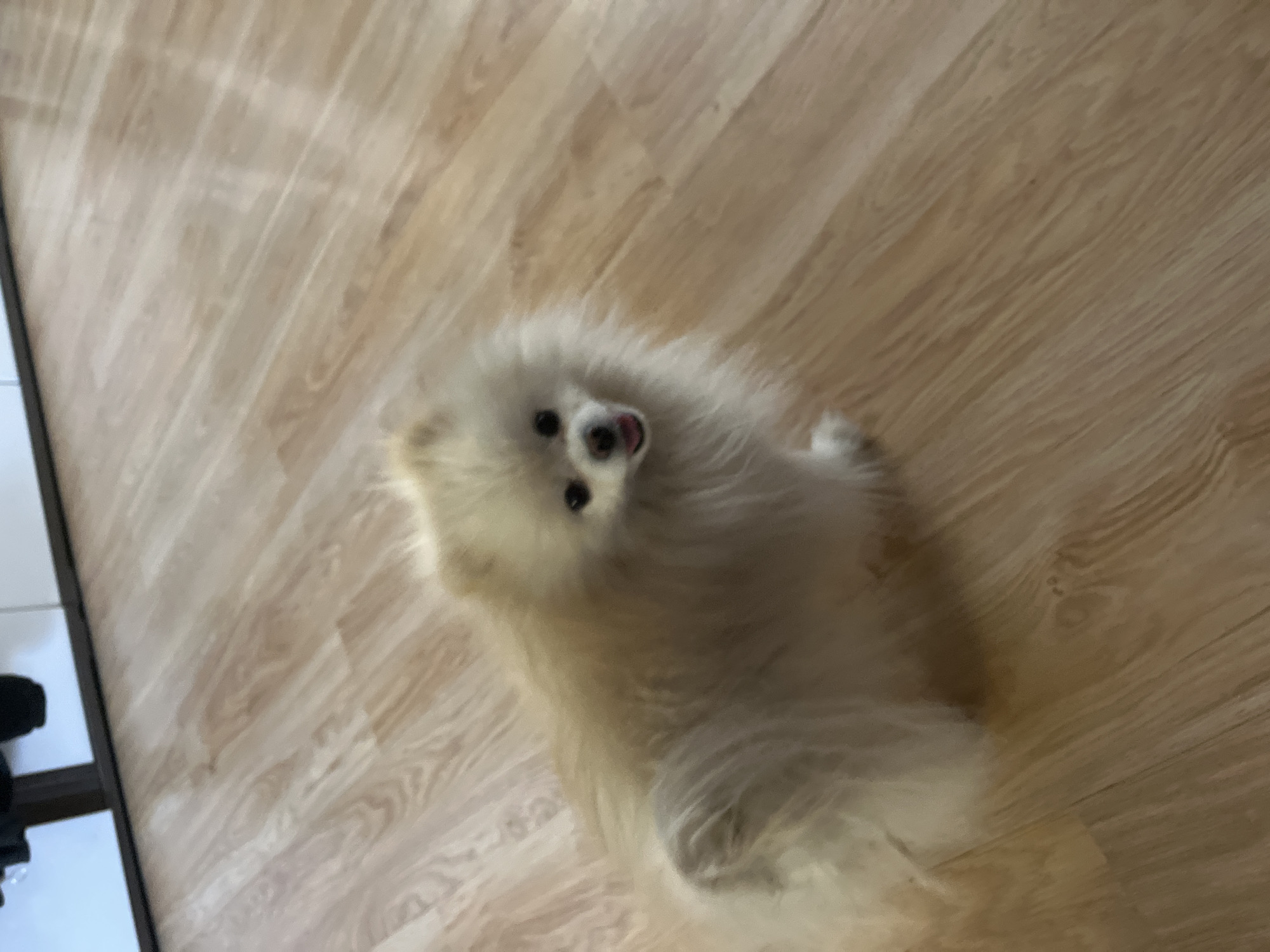 A white Pomeranian dog is lying on a light wood-grain floor. The dog is looking up at the camera with its mouth slightly open. The floor appears to be made of planks and runs diagonally across the image. To the left side of the image, a black object and white surface are visible. There is no indication of the location being Izhevsk, Russia.