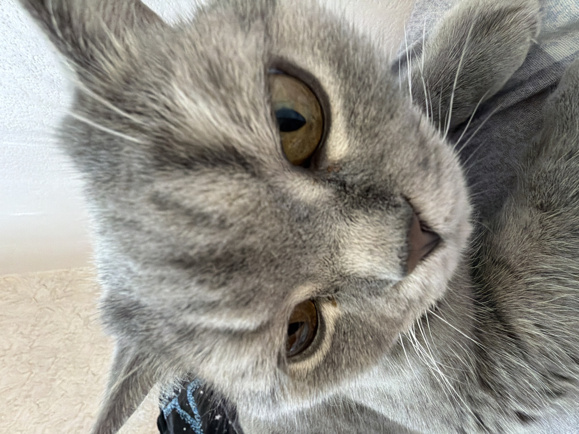 A close-up, eye-level shot captures the face of a gray cat with striking amber-gold eyes. The cat's head is tilted, and it gazes directly into the camera, conveying a sense of curiosity and calm. Its dense, soft gray fur, possibly belonging to a Russian Blue or similar breed, covers its face and extends towards the viewer. Prominent white whiskers fan out from its muzzle. Subtle tabby markings are visible on its forehead and around its ears.
The lighting appears bright and diffused, suggesting an indoor setting during the daytime. In the upper left background, a light-colored, textured surface, possibly a wall or curtain, is visible. To the lower right, a dark blue fabric with a light blue or white celestial pattern (stars or swirls) can be seen, likely part of clothing or bedding the cat is resting on. The image is taken from a slightly low angle, looking up at the cat's face. The location context provided is Perm, Russia. There is no visible text in the image.