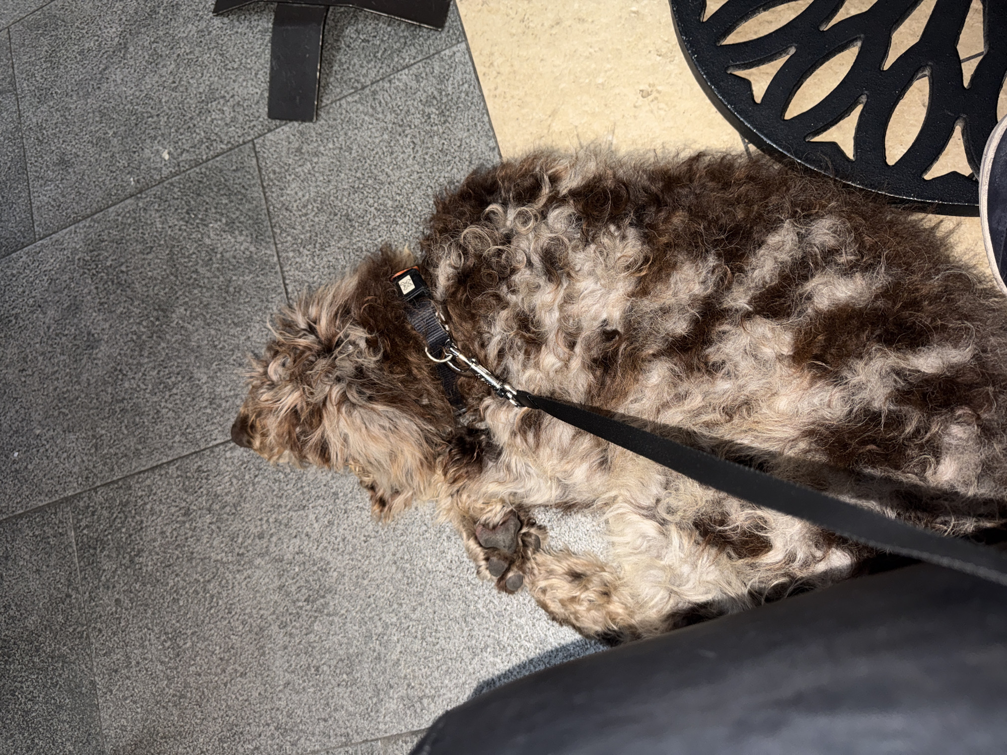 A medium-sized, brown and white curly-haired dog lies on a tiled floor indoors in Puebla, Mexico. The dog is on a black leash. A black metal table base is partially visible in the top center of the frame, and a black metal table top with a decorative cut-out pattern is in the upper right. The bottom edge of the frame shows a black surface, possibly a piece of clothing or furniture. The floor tiles are gray.