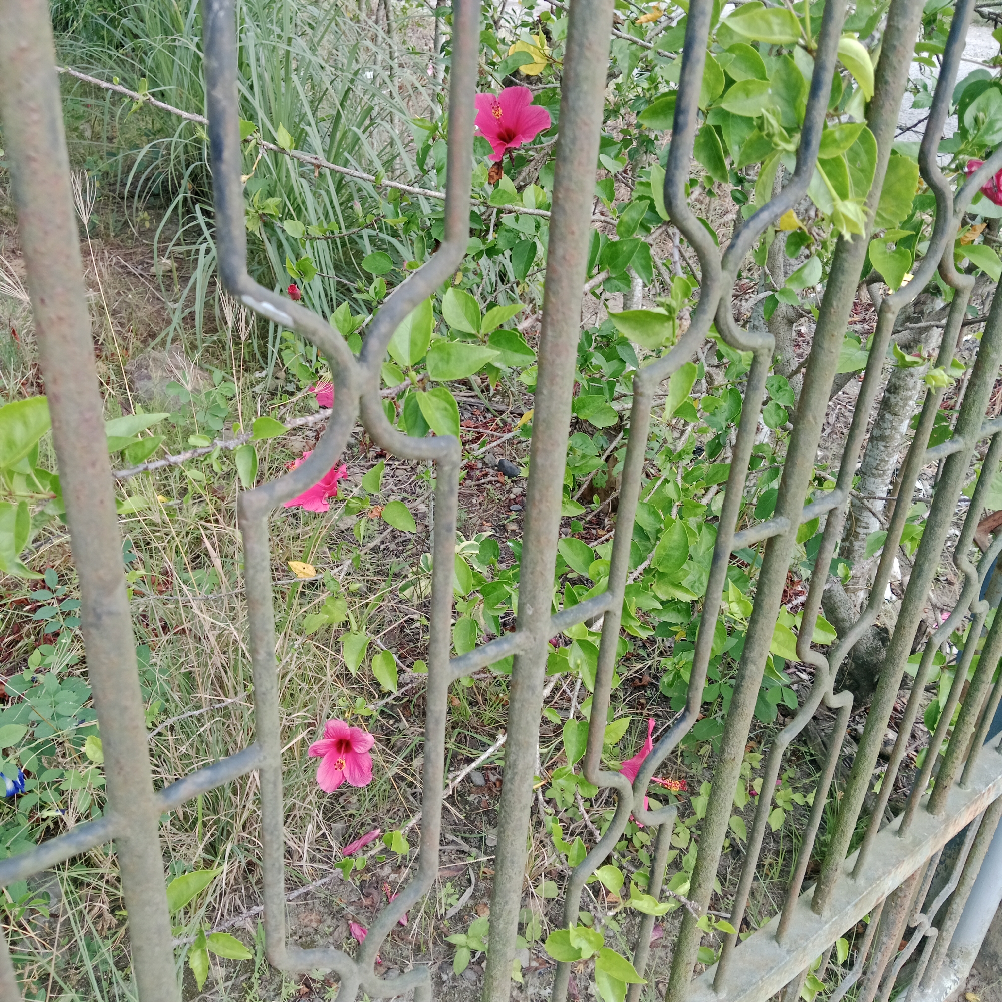 The image shows a rusty metal fence in front of lush green foliage with several pink hibiscus flowers. The fence is made of vertical bars with decorative curved elements. Behind the fence, the plants are dense, with leaves and branches visible. Some dried grass and dirt are also present in the foreground. The scene appears to be an outdoor environment. The location is Kilometer Delapan, Indonesia.